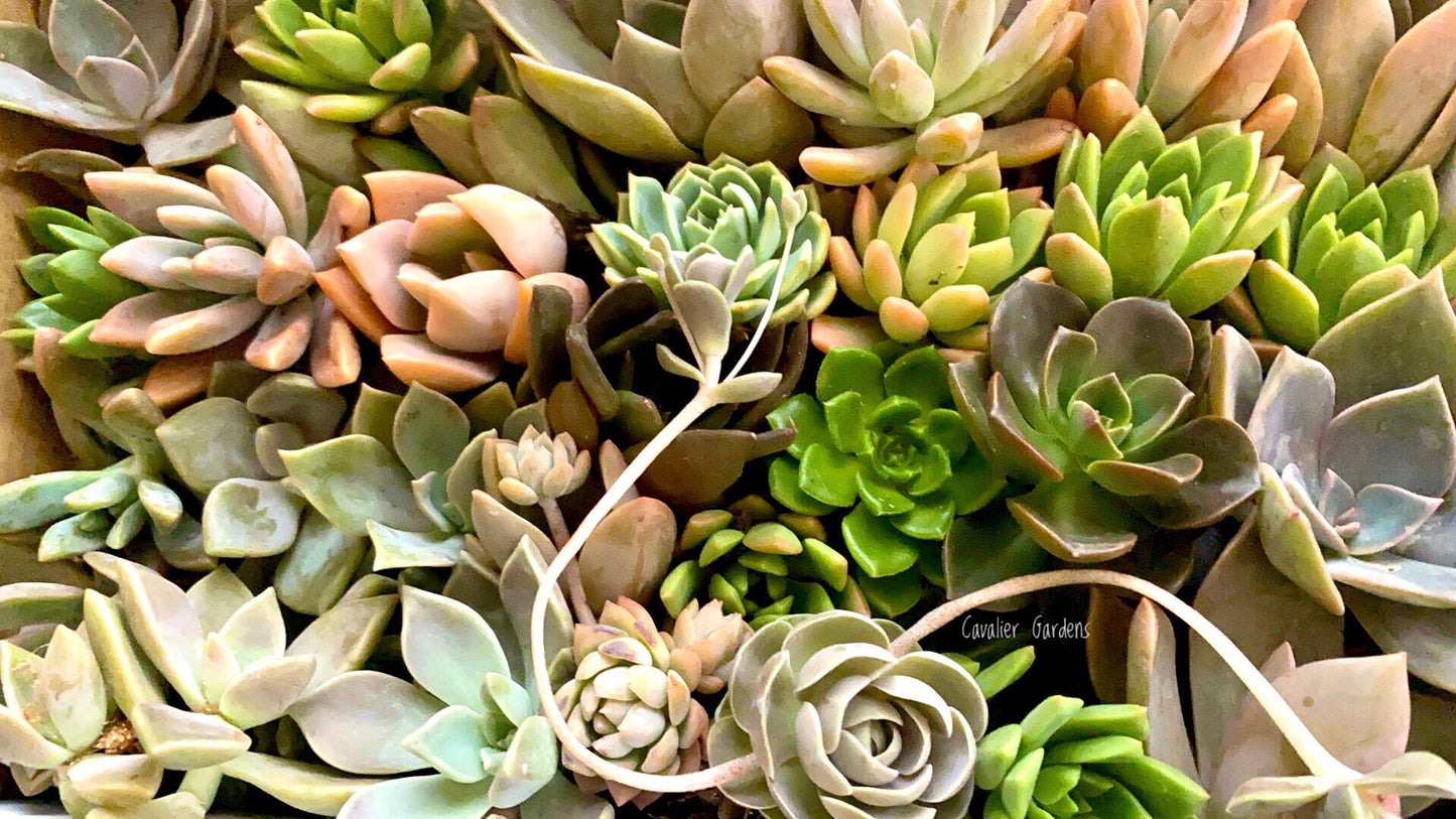 Succulent Box - Rosettes Only (Small Box)