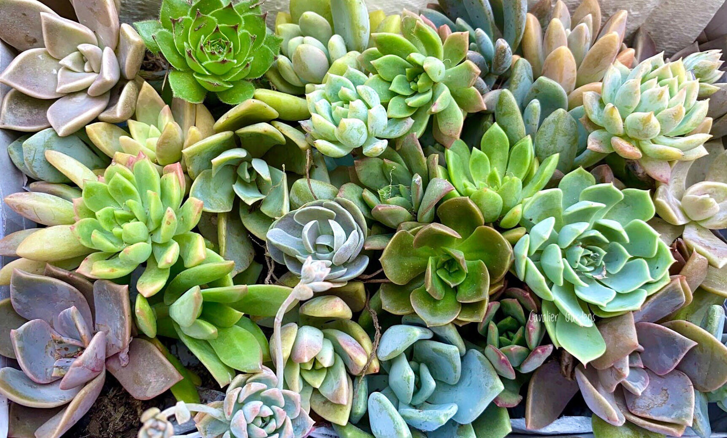 Succulent Box - Rosettes Only (Small Box)