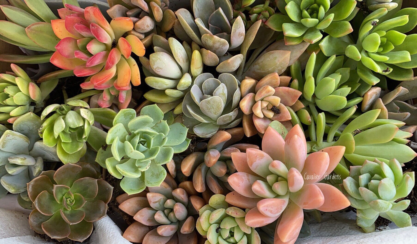 Succulent Box - Rosettes Only (Small Box)