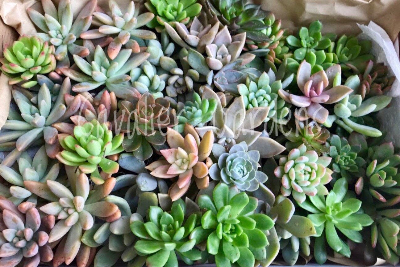 Succulent Box - Rosettes Only (Large Box)