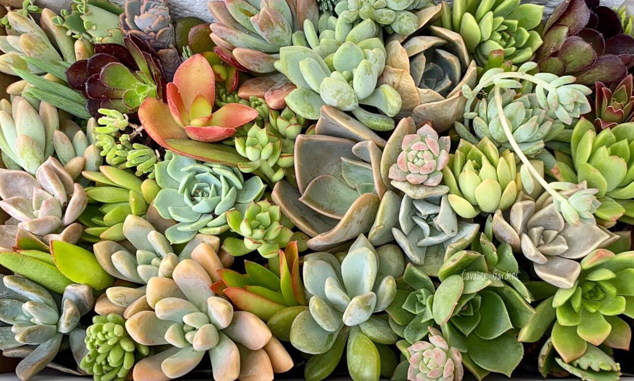 Succulent Box - Rosettes Only (Large Box)