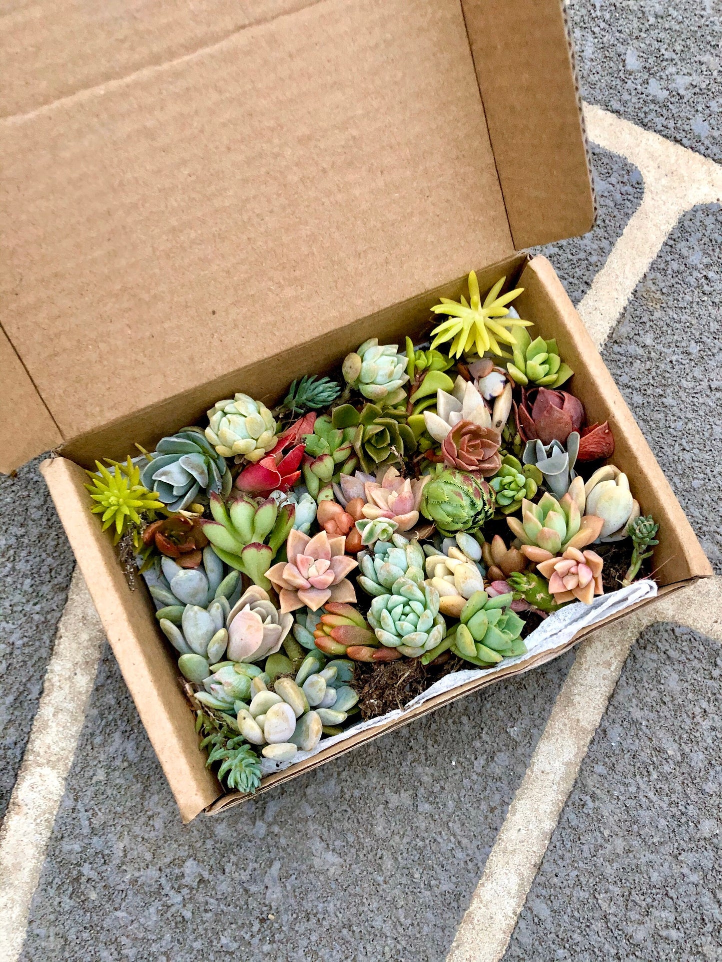 Succulent Box - Pixie Pack