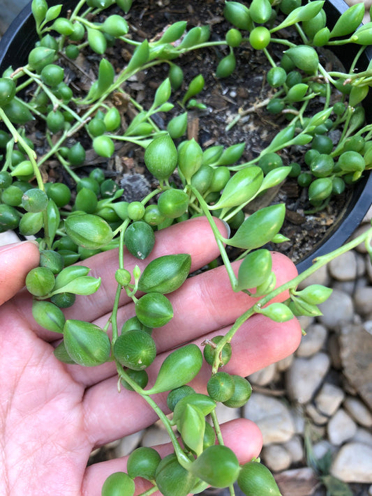 String of Beads