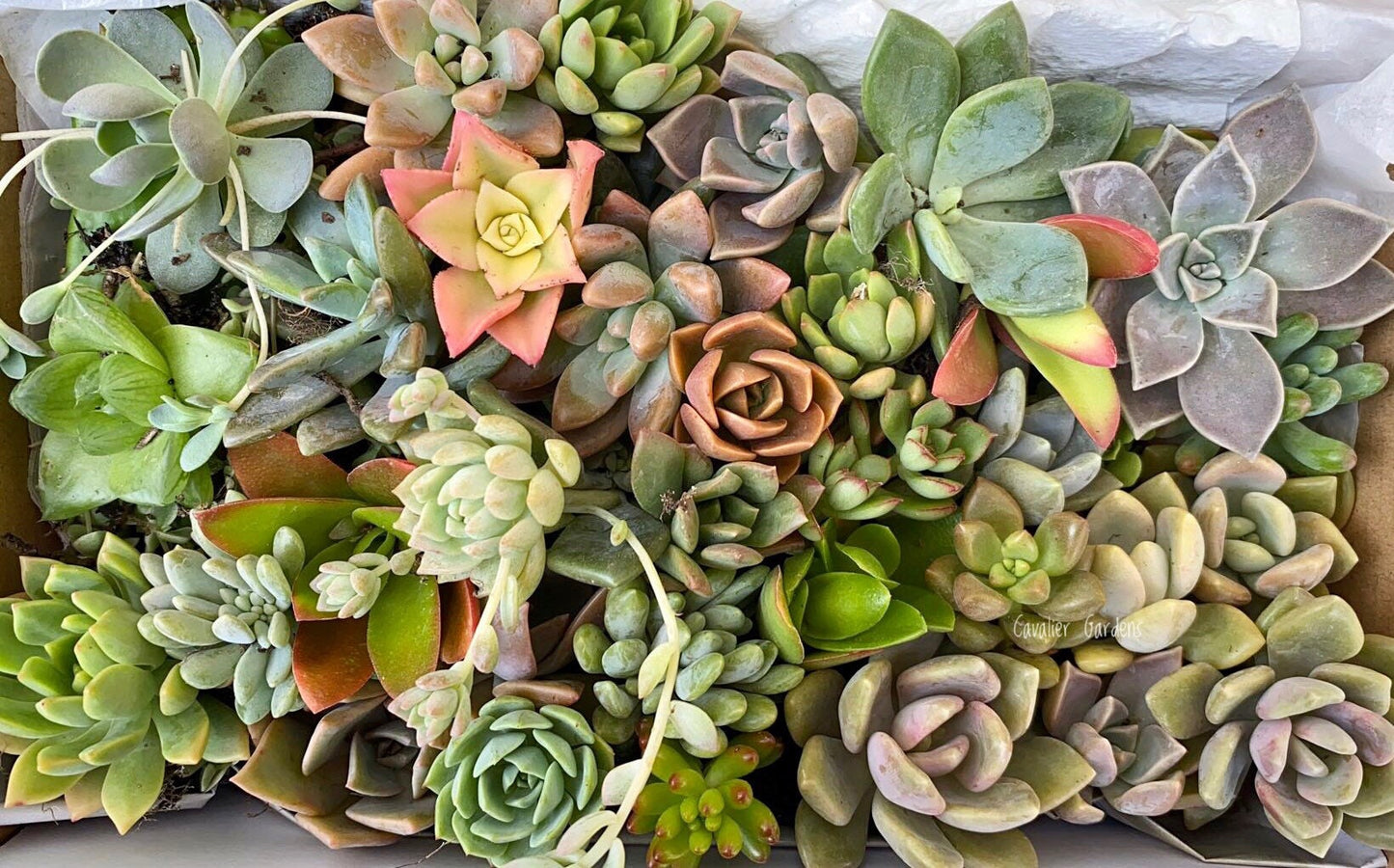 Succulent Box - Rosettes Only (Small Box)