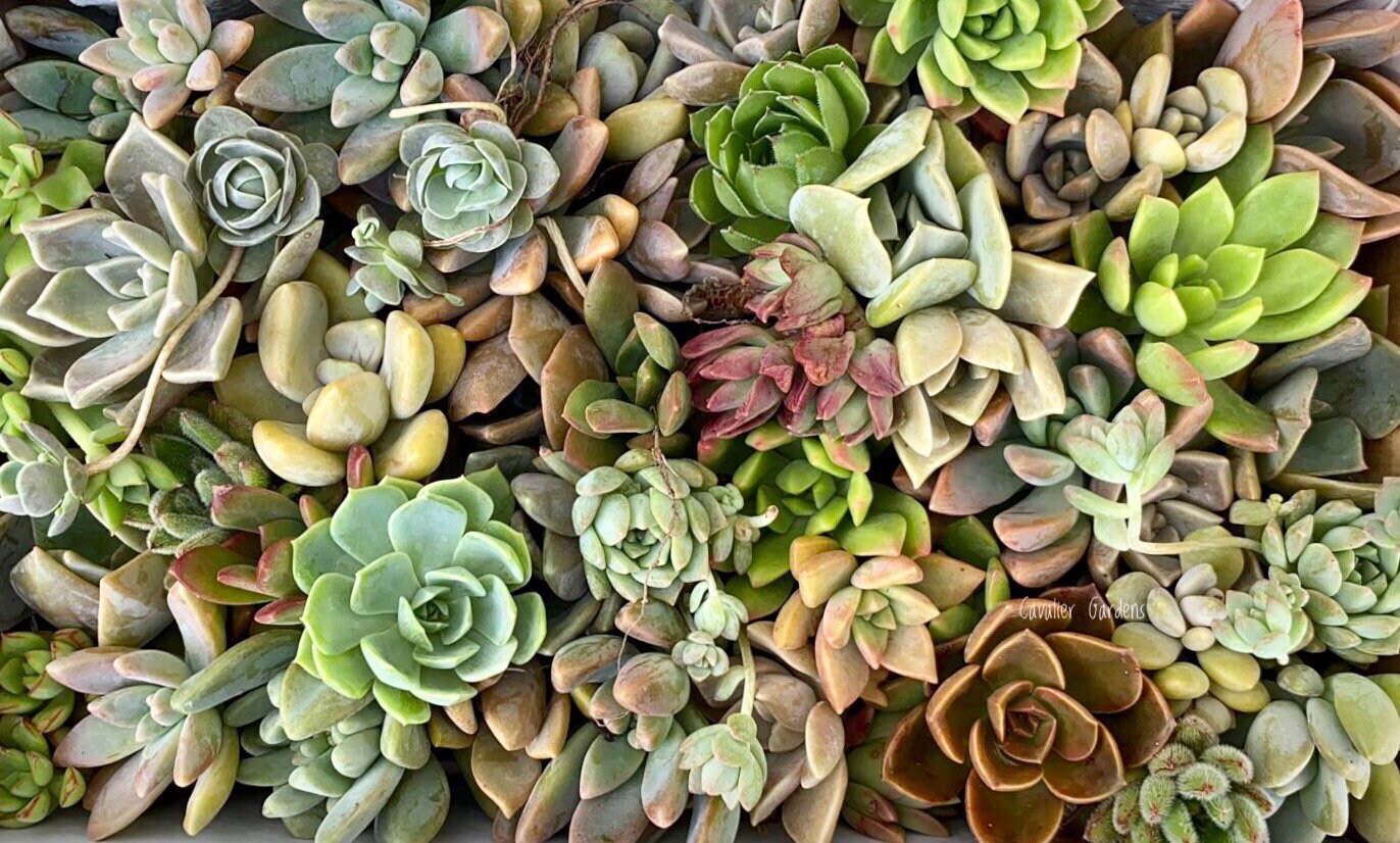 Succulent Box - Rosettes Only (Large Box)