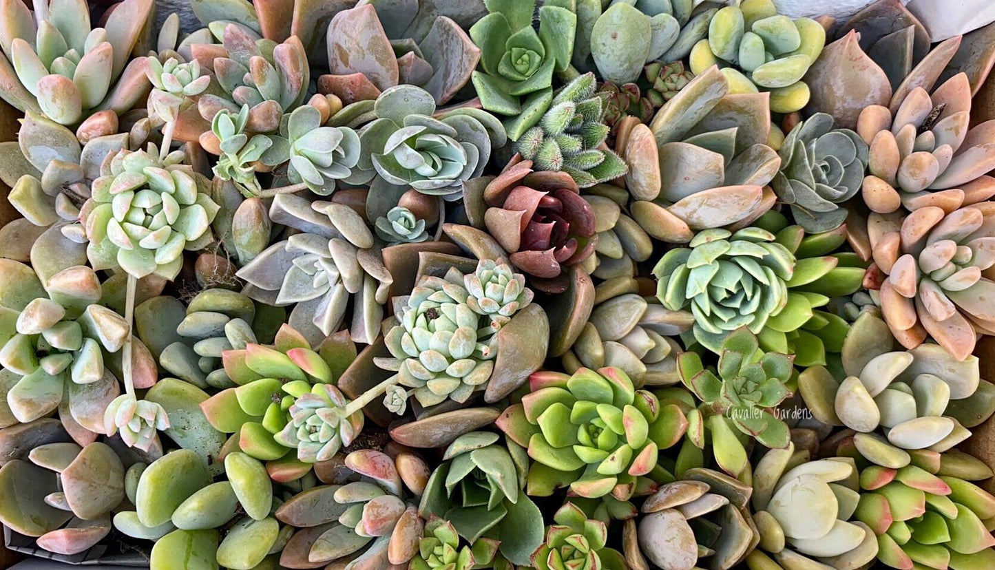 Succulent Box - Rosettes Only (Large Box)