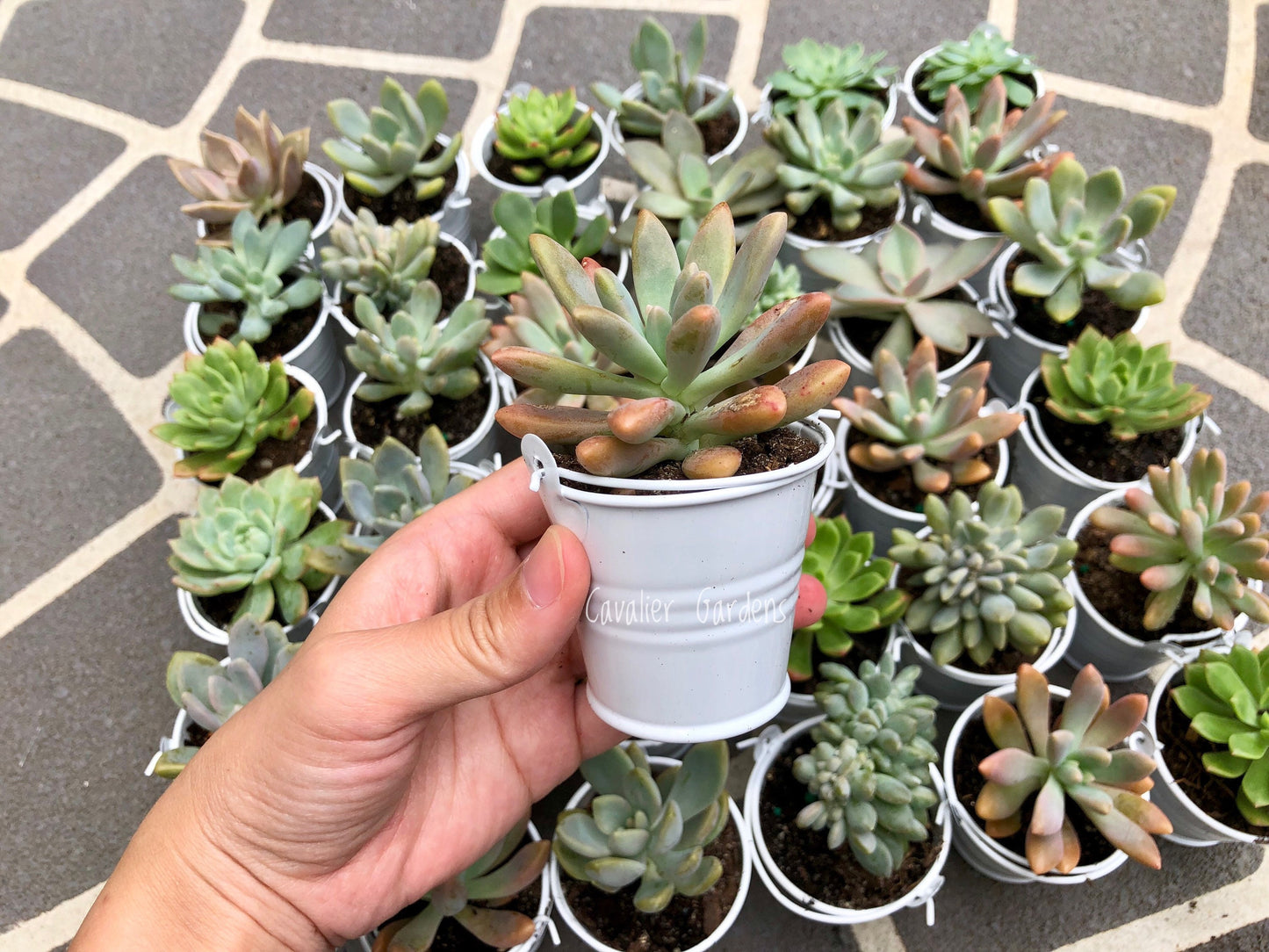 Succulent Bombonieres (SYDNEY PICK UP)