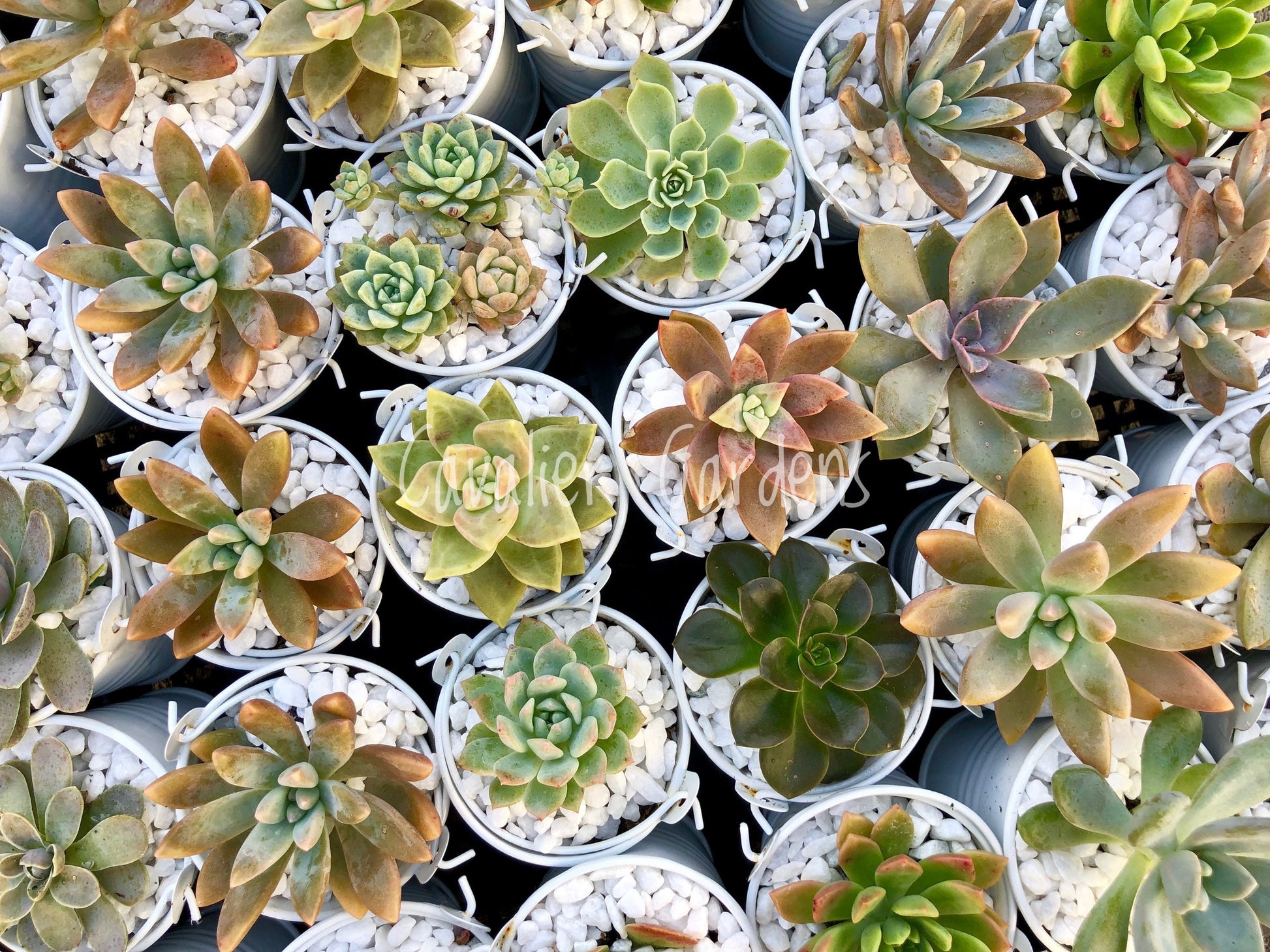 succulent plants sydney Succulent Bombonieres (SYDNEY PICK UP)