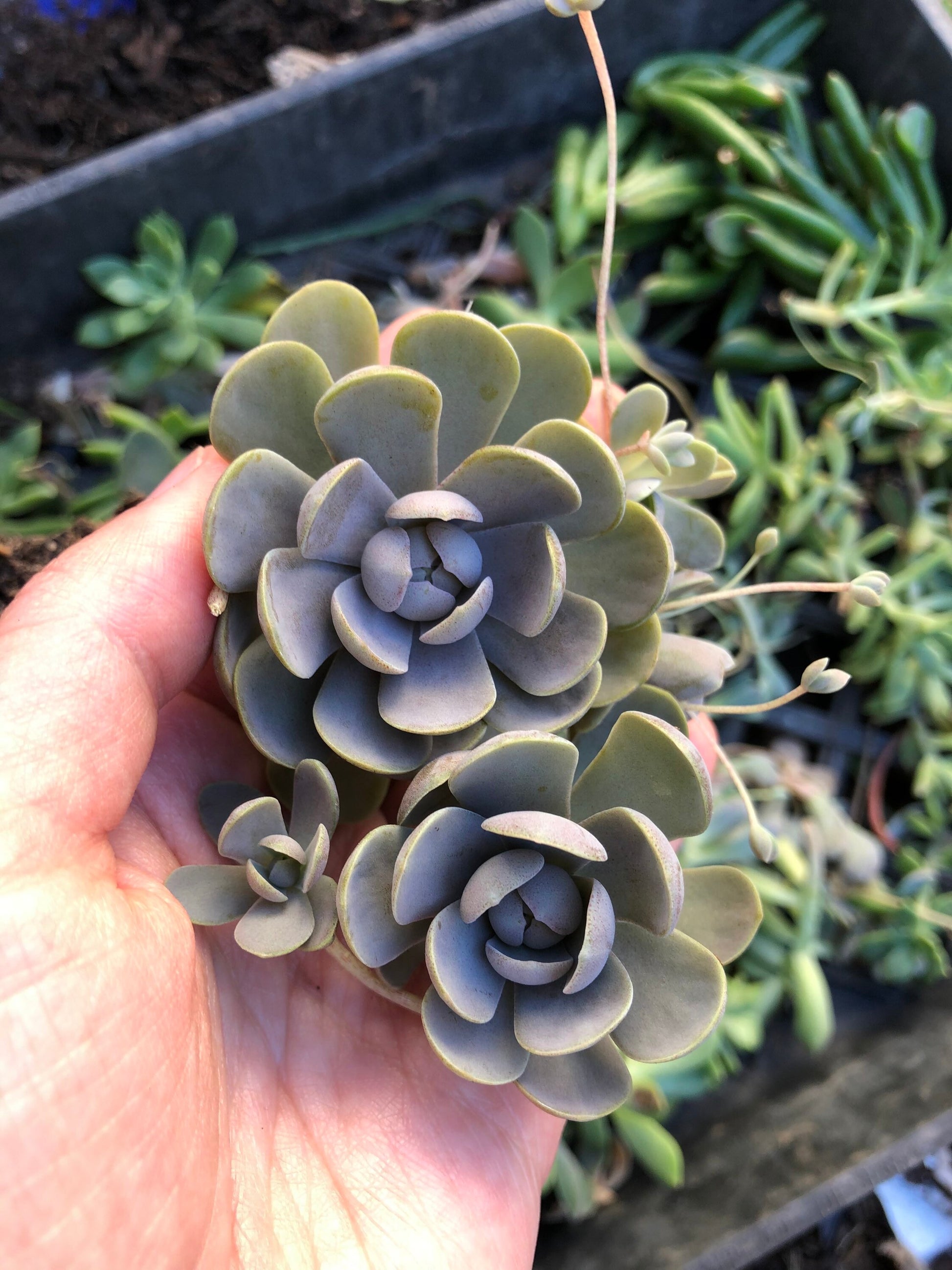 succulent chinese dunce cap Chinese Dunce Caps – Cavalier Gardens