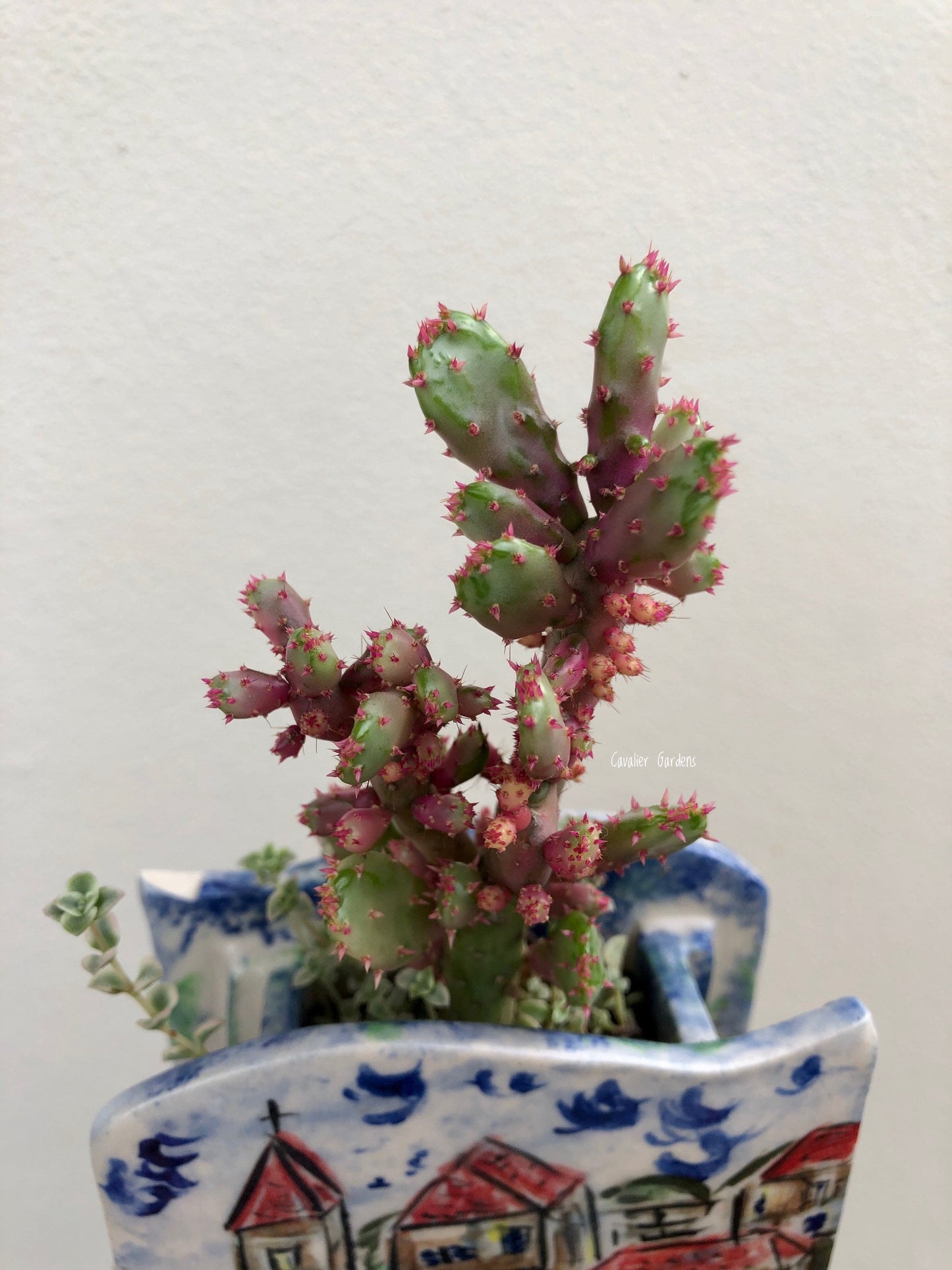 Variegated Opuntia Cactus