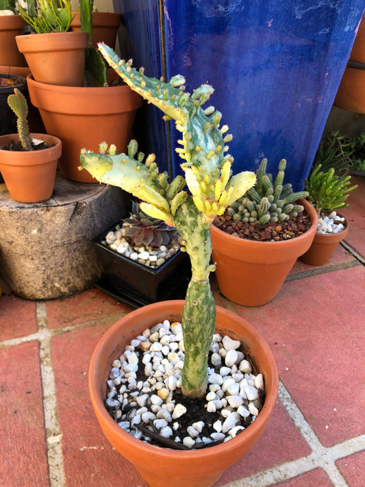 Variegated Opuntia Cactus