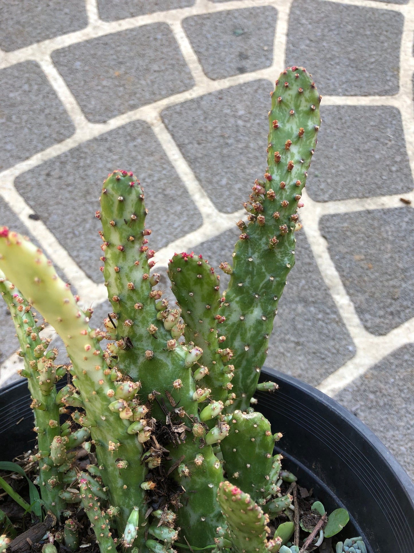 Variegated Opuntia Cactus