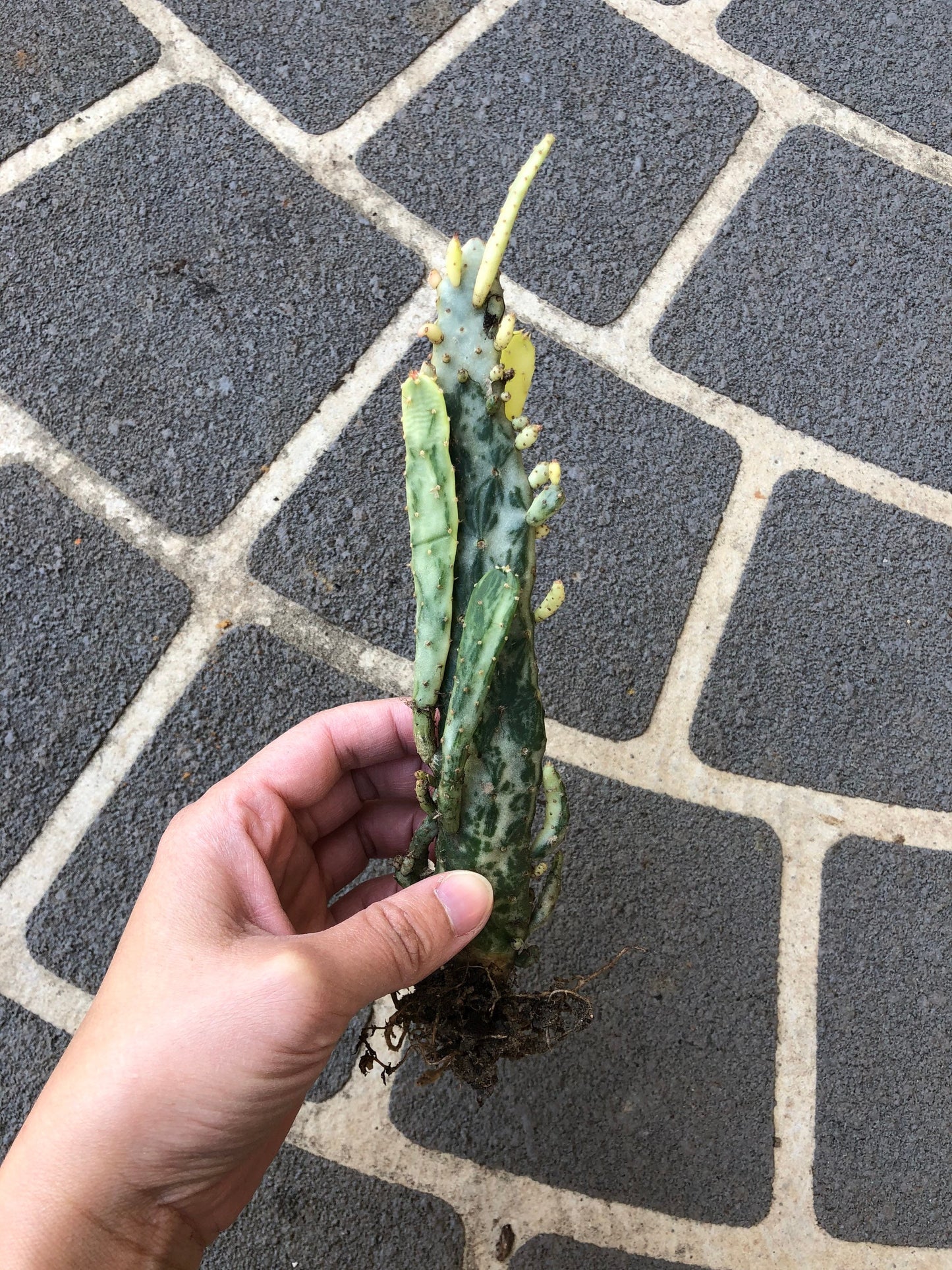 Variegated Opuntia Cactus