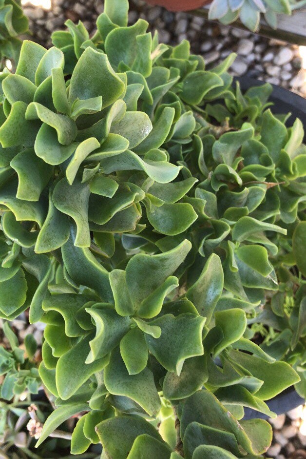 Crassula Undulata