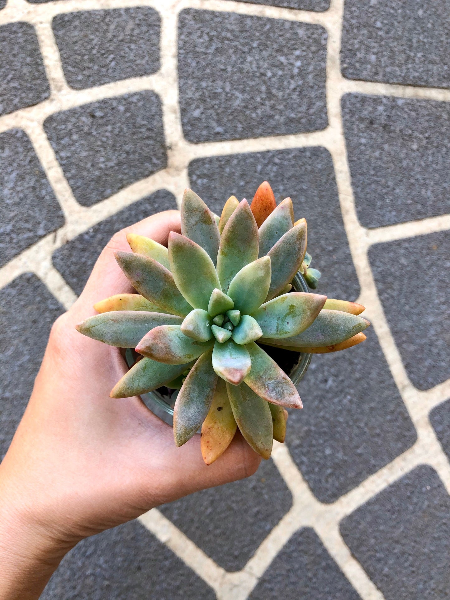 Large Succulents (mystery selection)