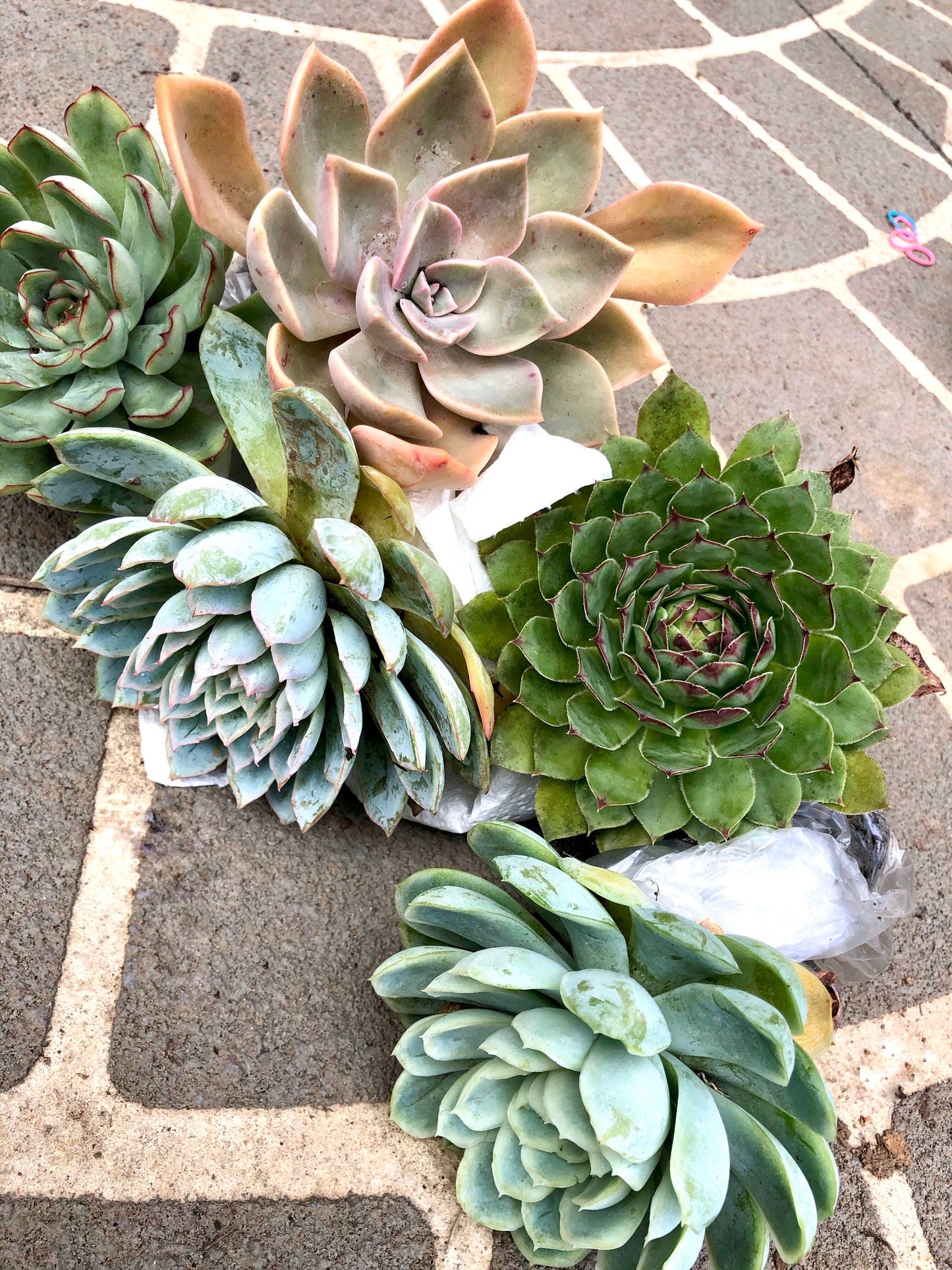 Large Succulents (mystery selection)