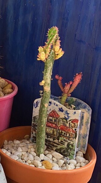 Variegated Opuntia Cactus