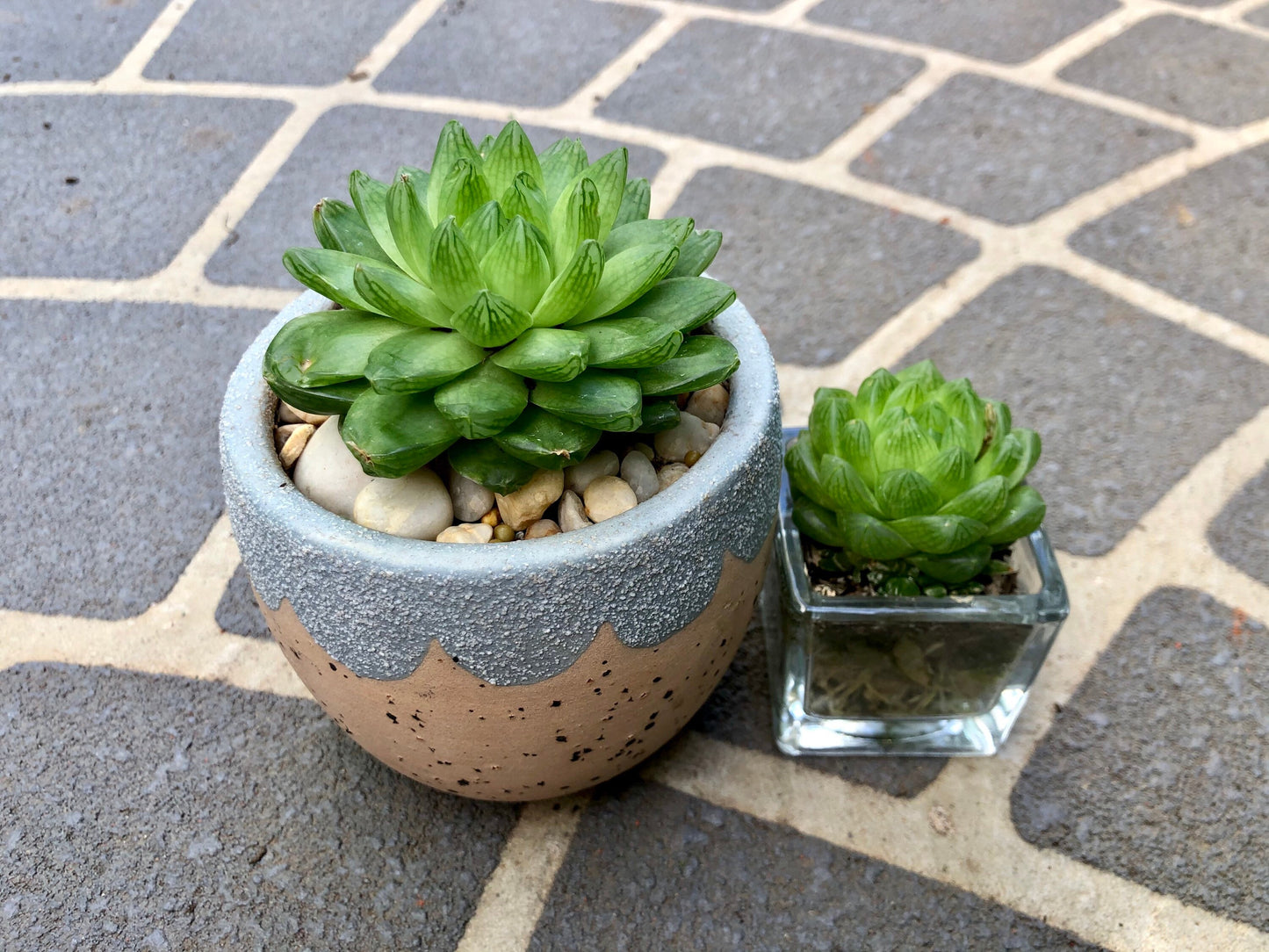 Haworthia Cymbiformis