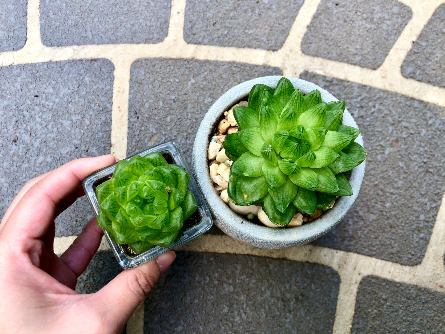 Haworthia Cymbiformis