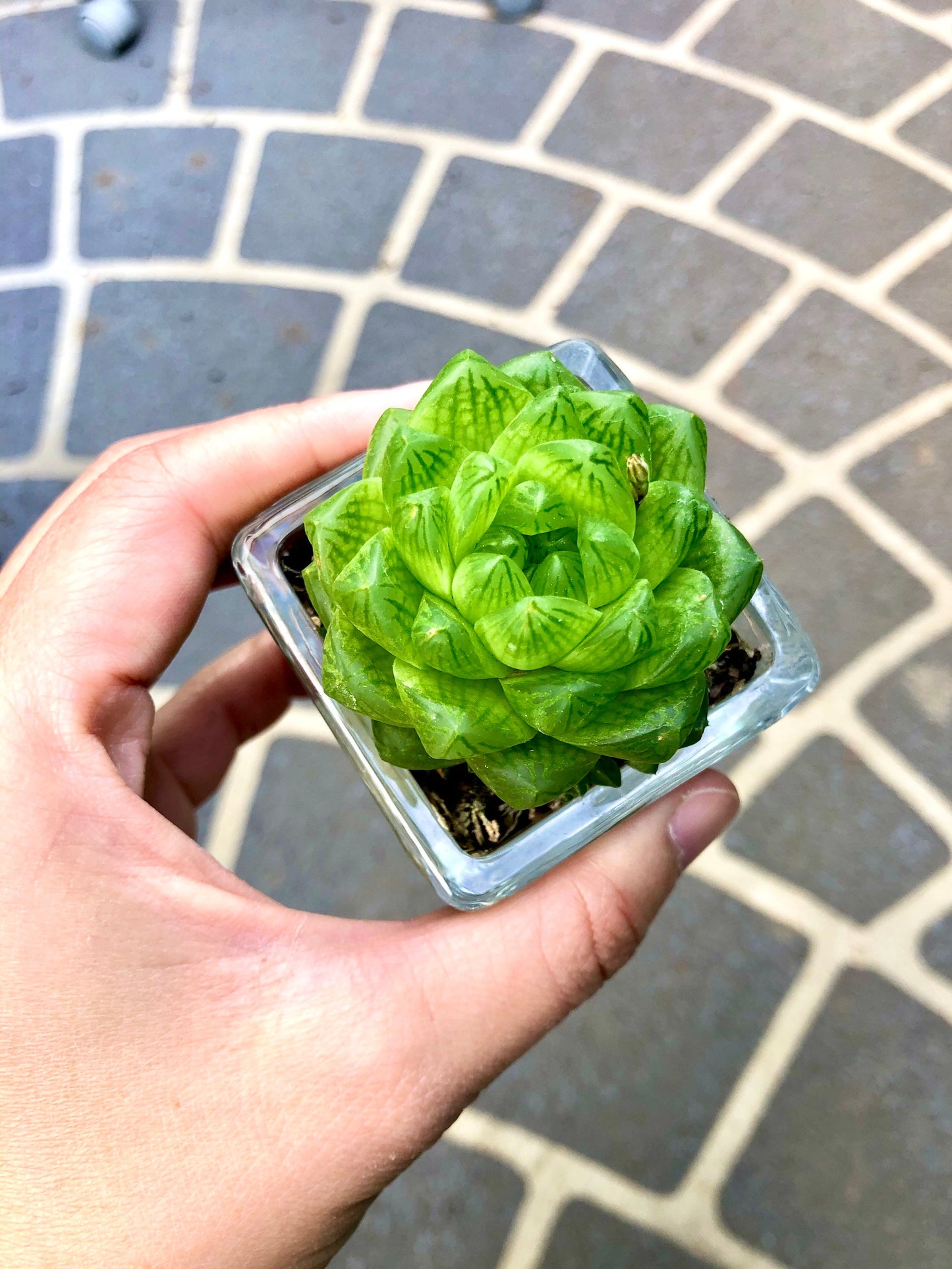 Haworthia Cymbiformis