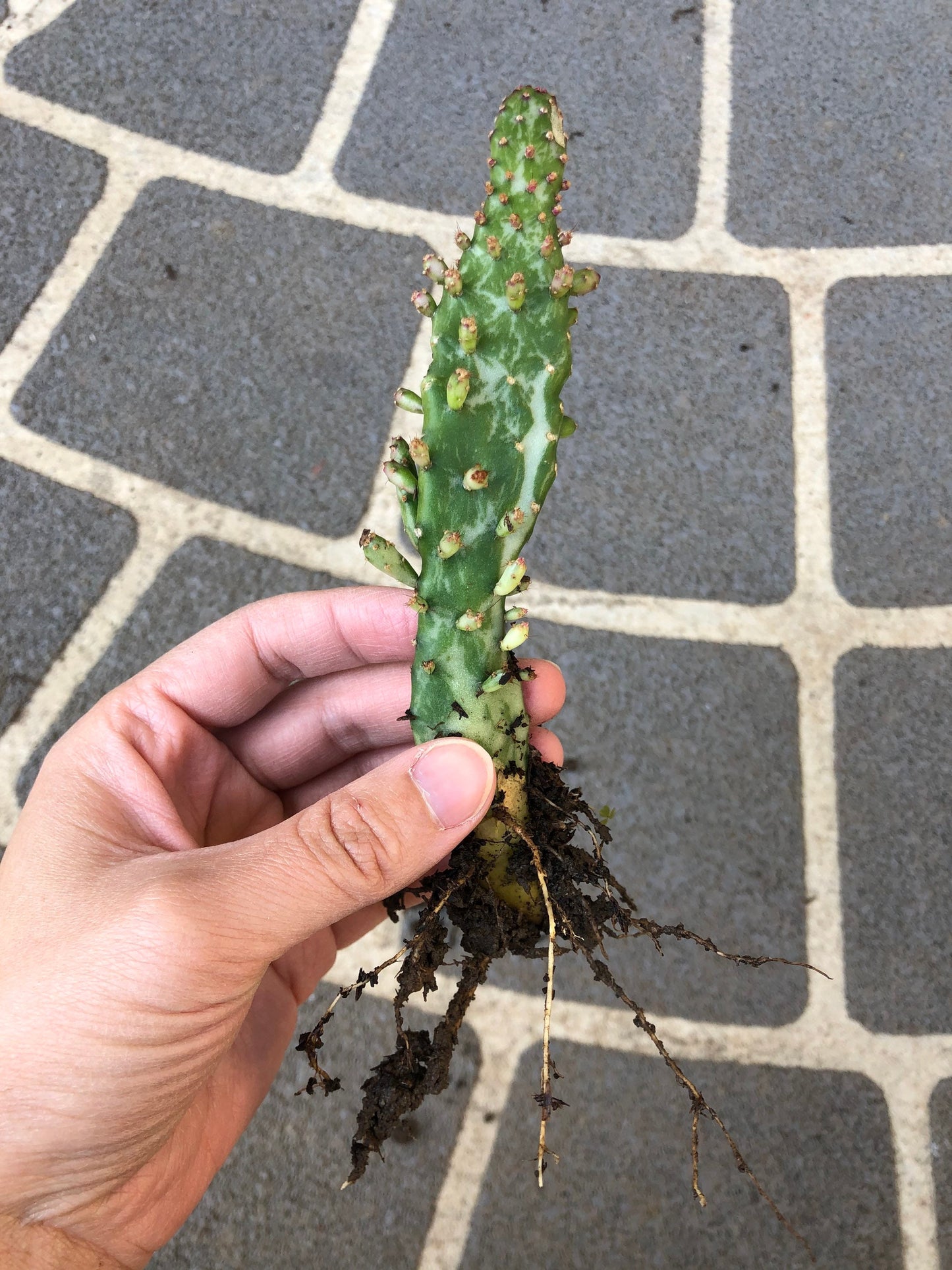 Variegated Opuntia Cactus