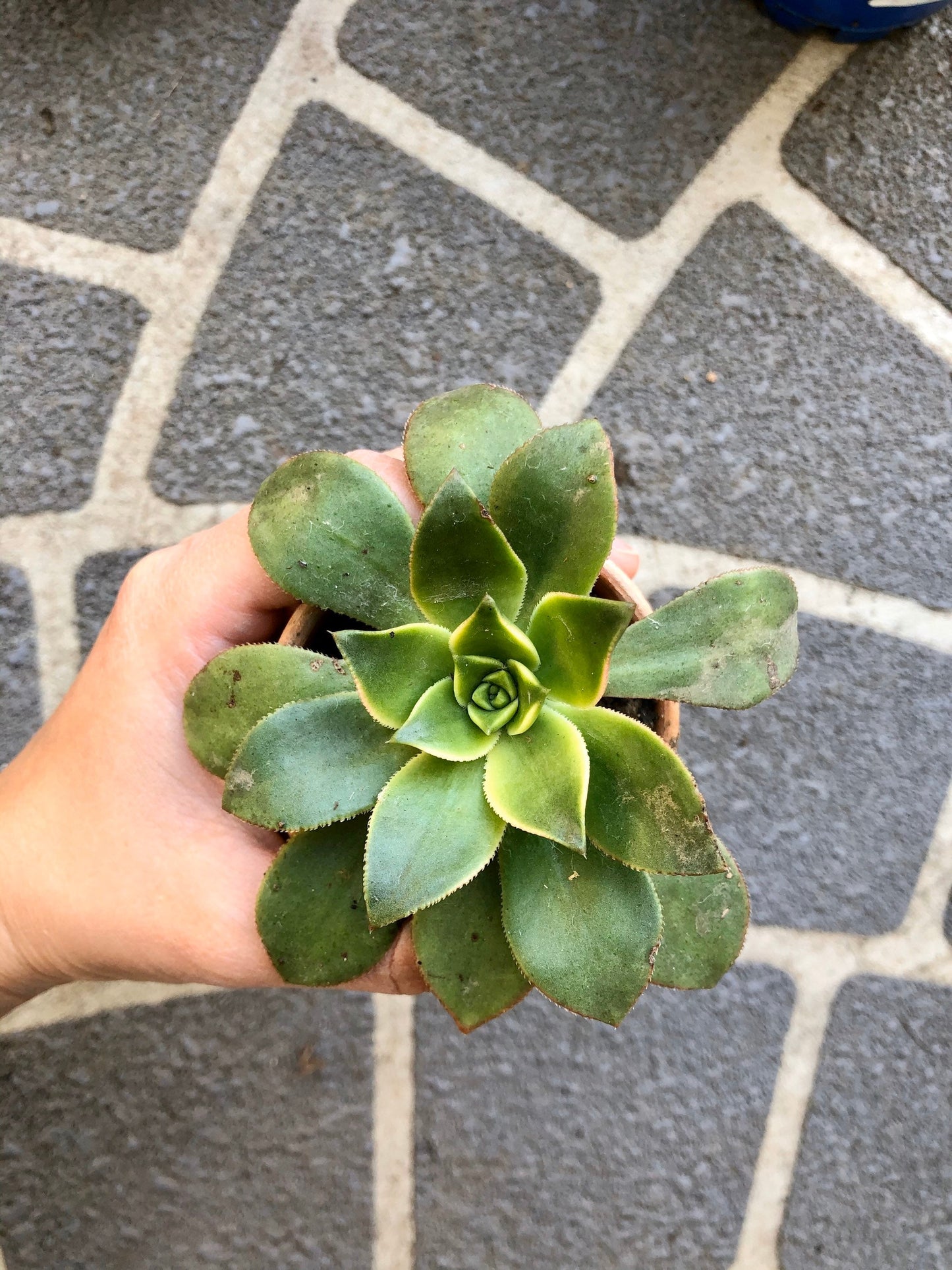 Large Succulents (mystery selection)