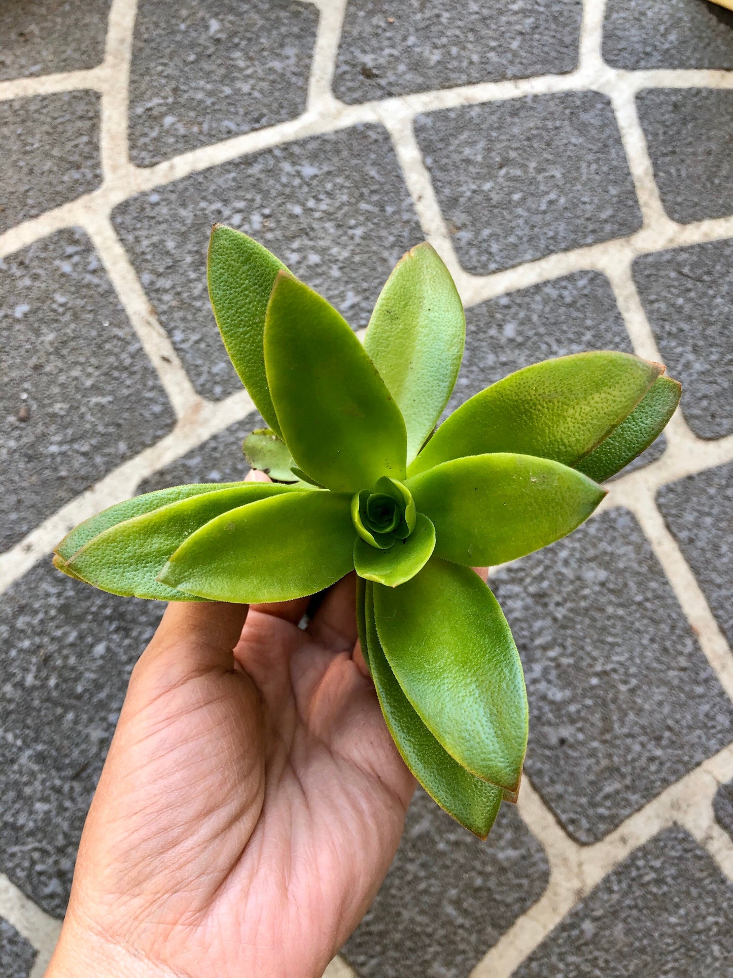 Large Succulents (mystery selection)