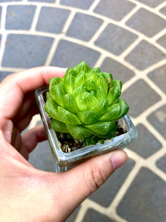 Haworthia Cymbiformis