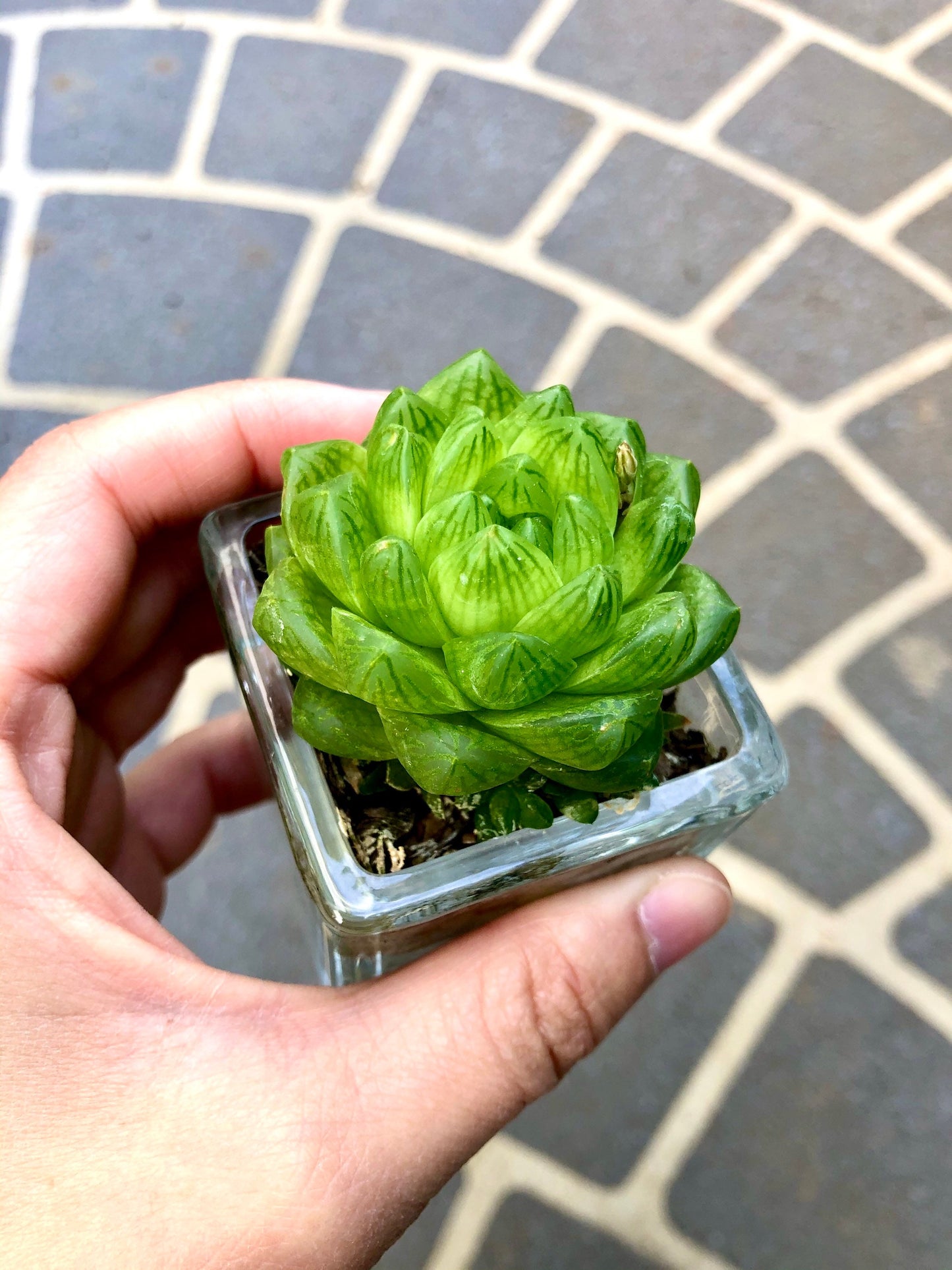 Haworthia x 5 Mix Pack