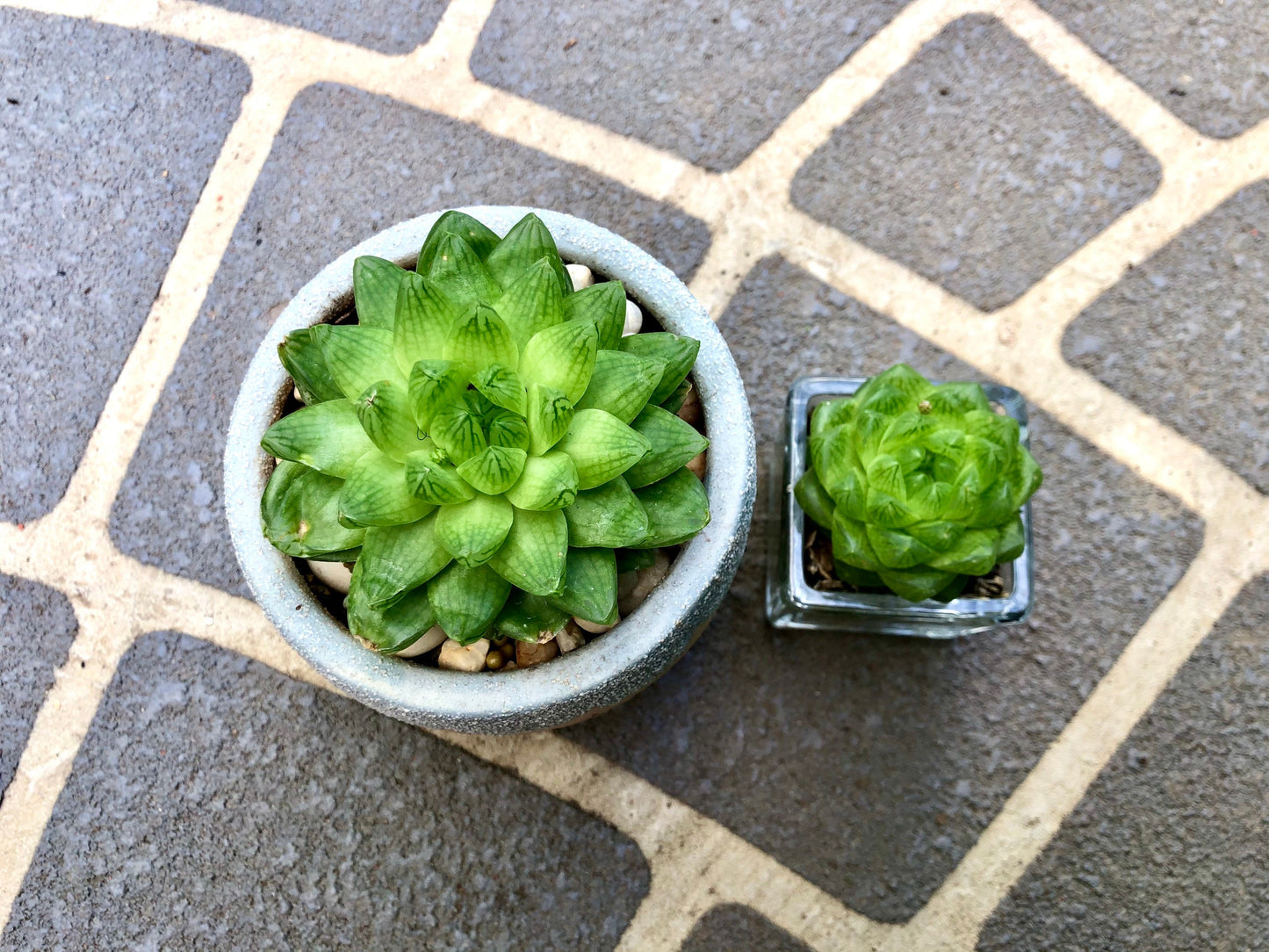 Haworthia Cymbiformis