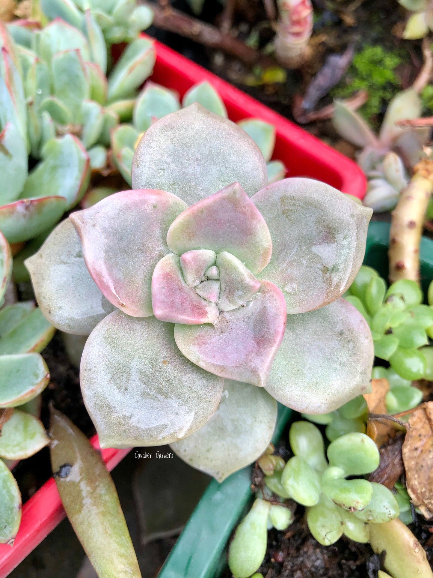 Echeveria - Purple Delight