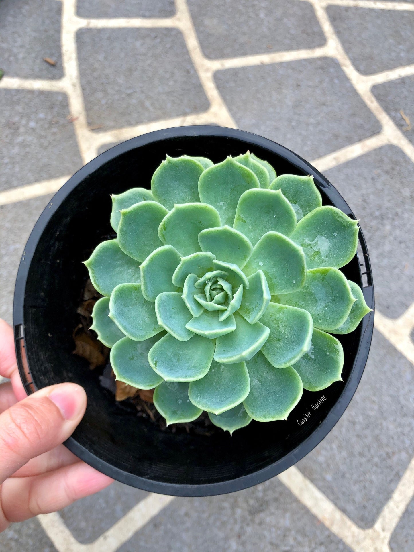 Echeveria - Glauca