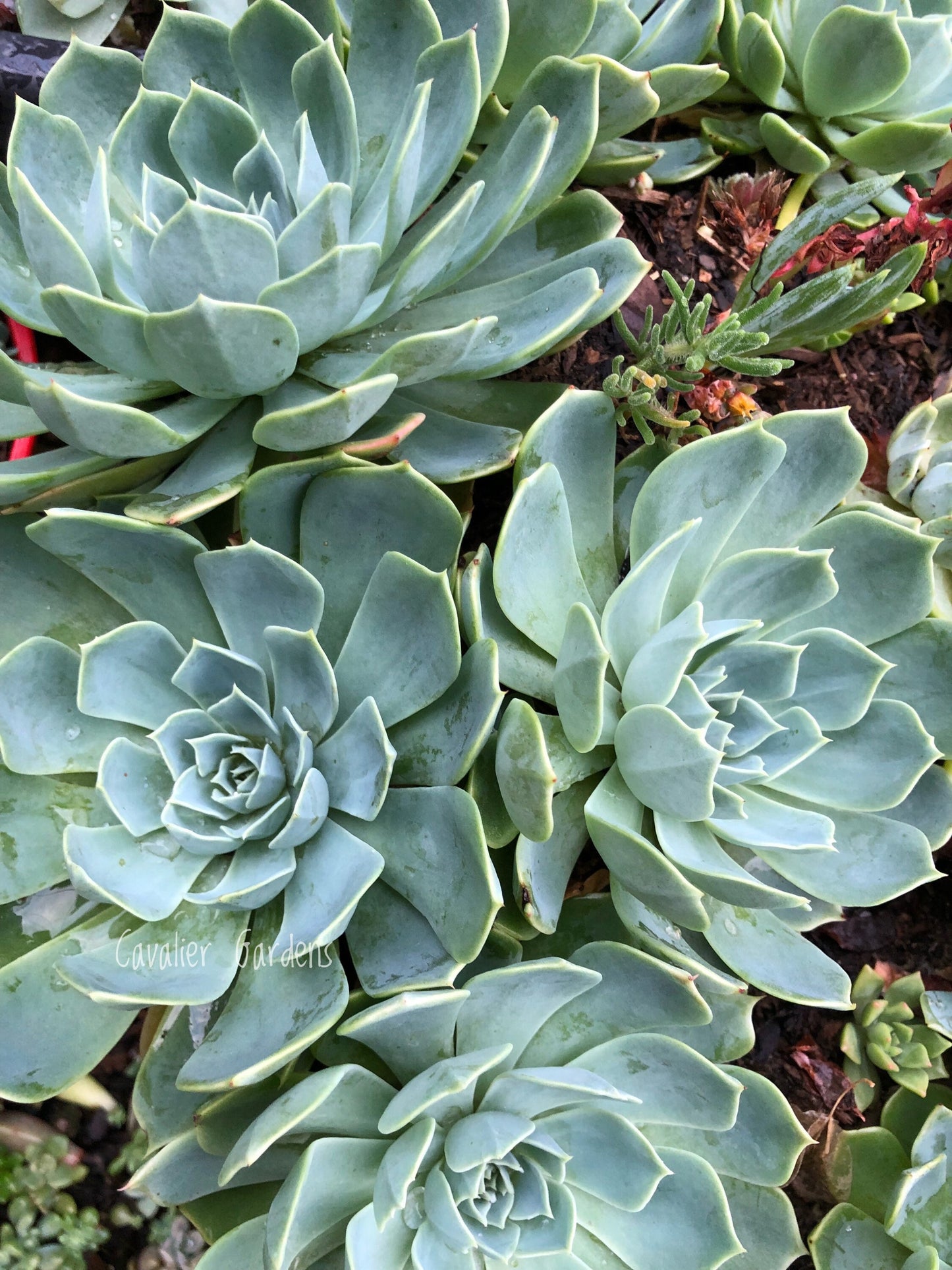 Echeveria - Glauca