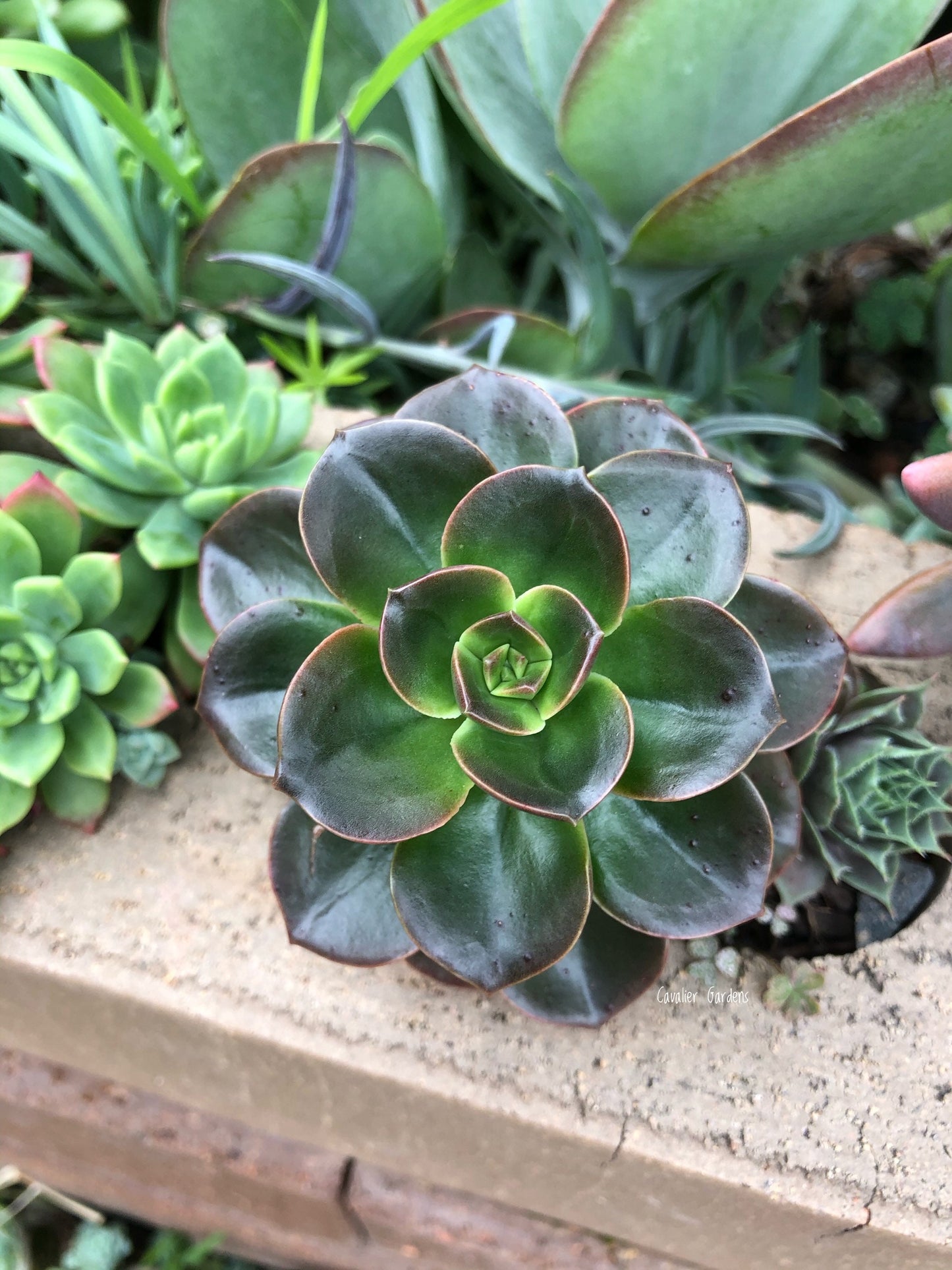 Echeveria - Melaco