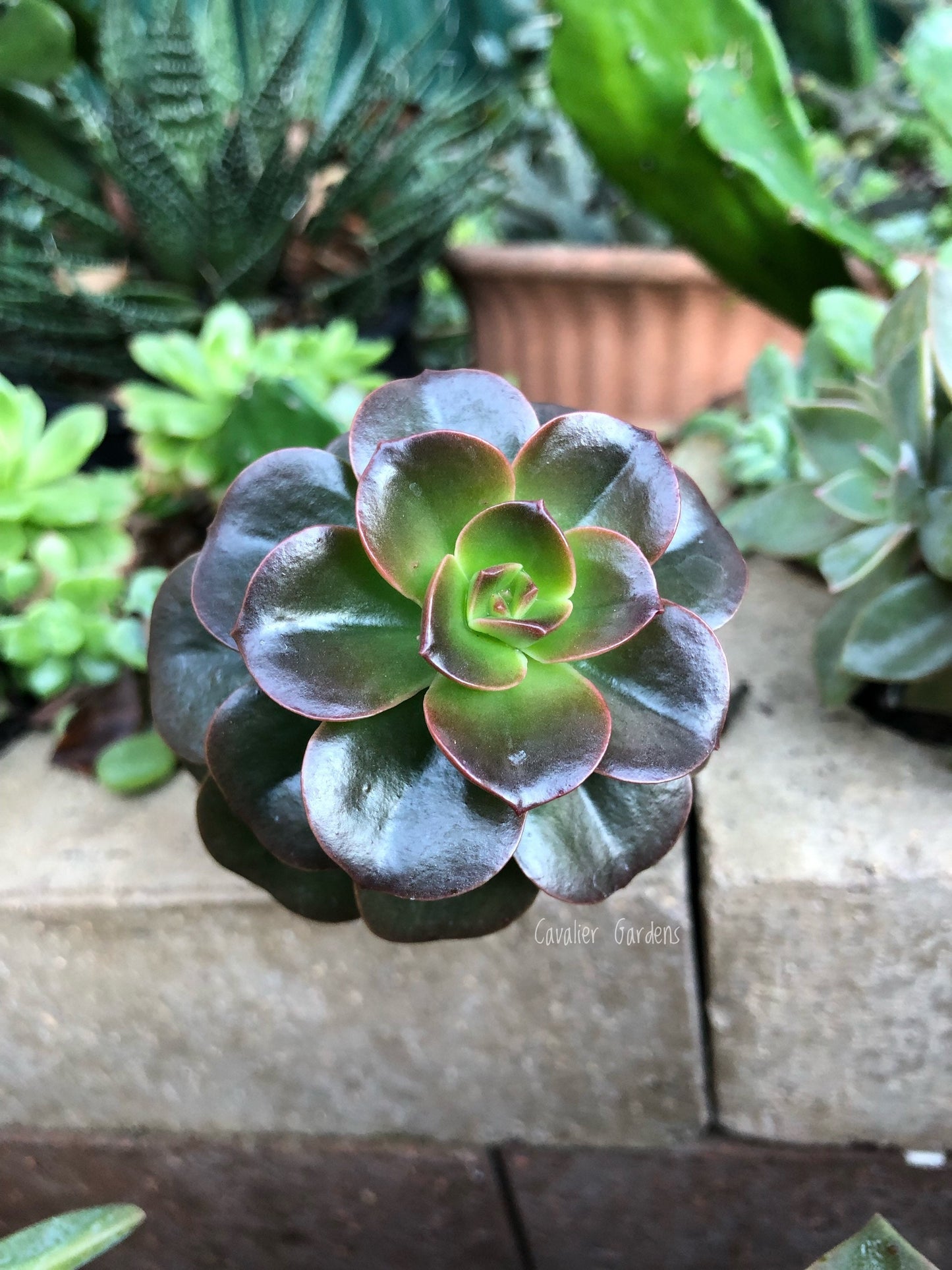 Echeveria - Melaco