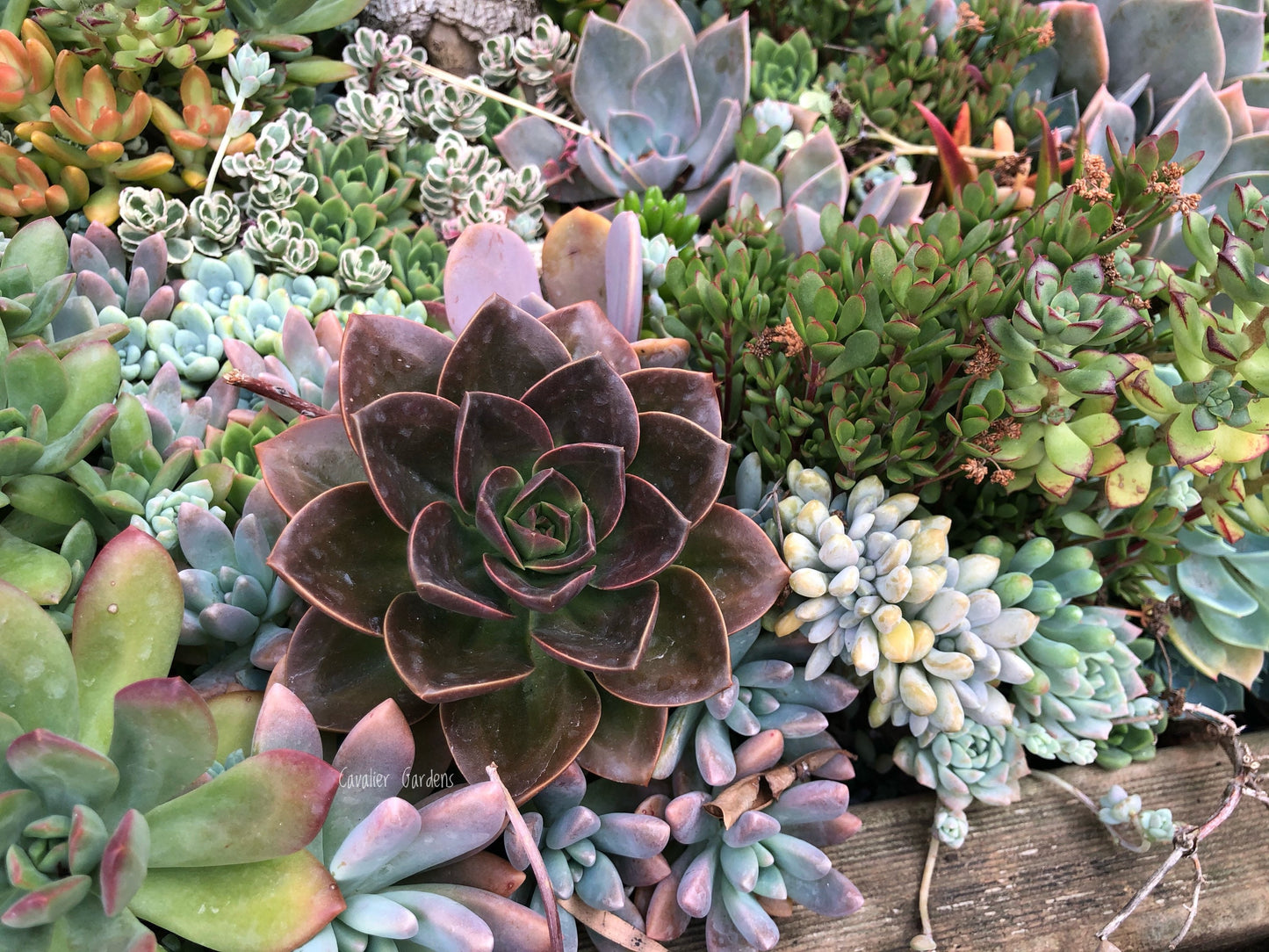 Echeveria - Melaco