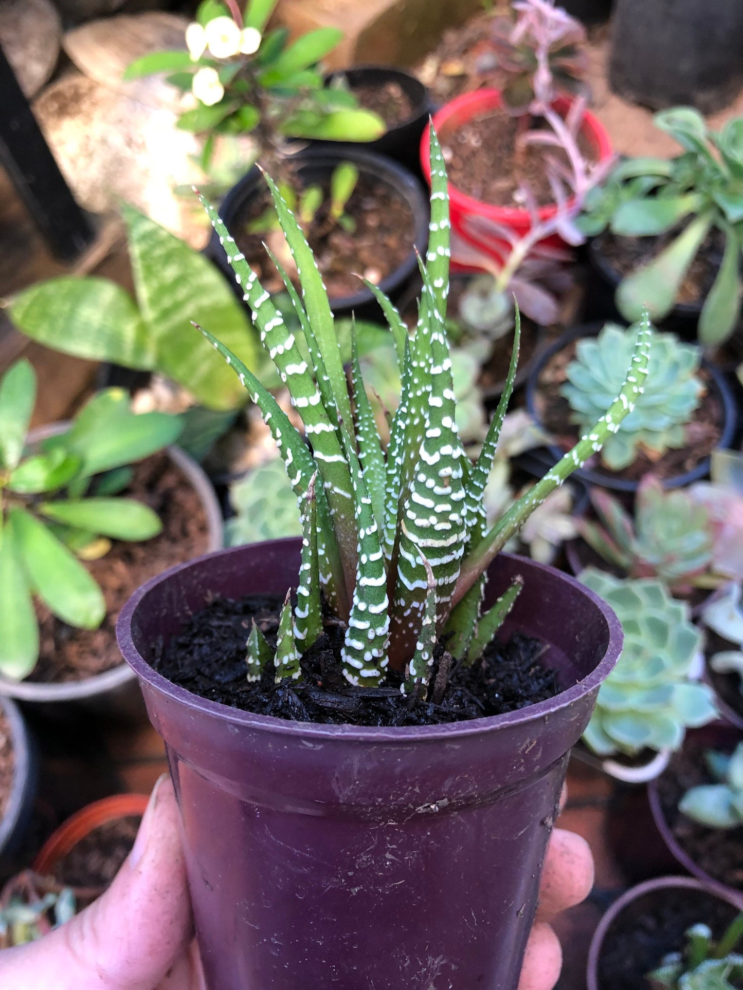 Haworthia Zebra