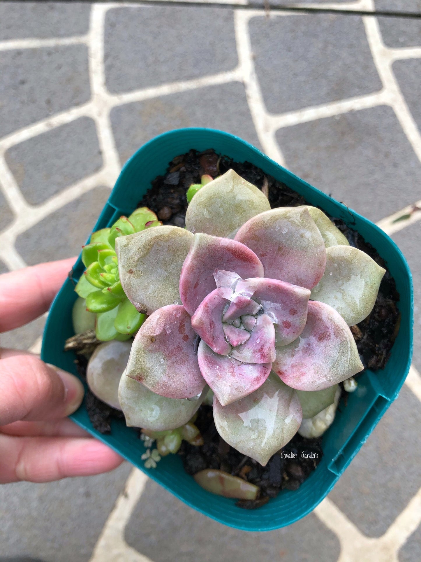 Echeveria - Purple Delight