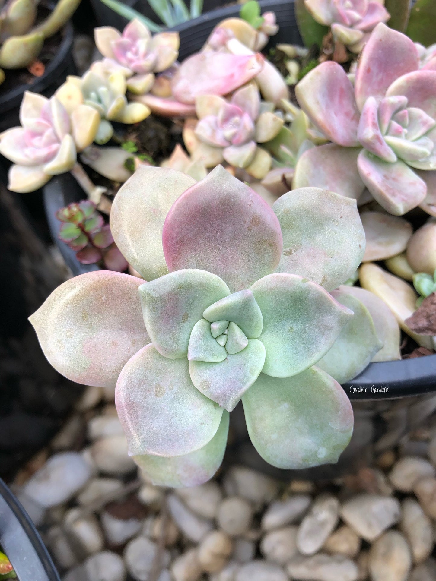 Echeveria - Purple Delight