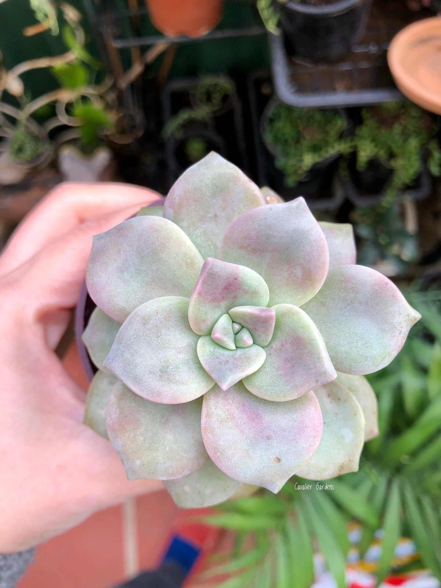 Echeveria - Purple Delight