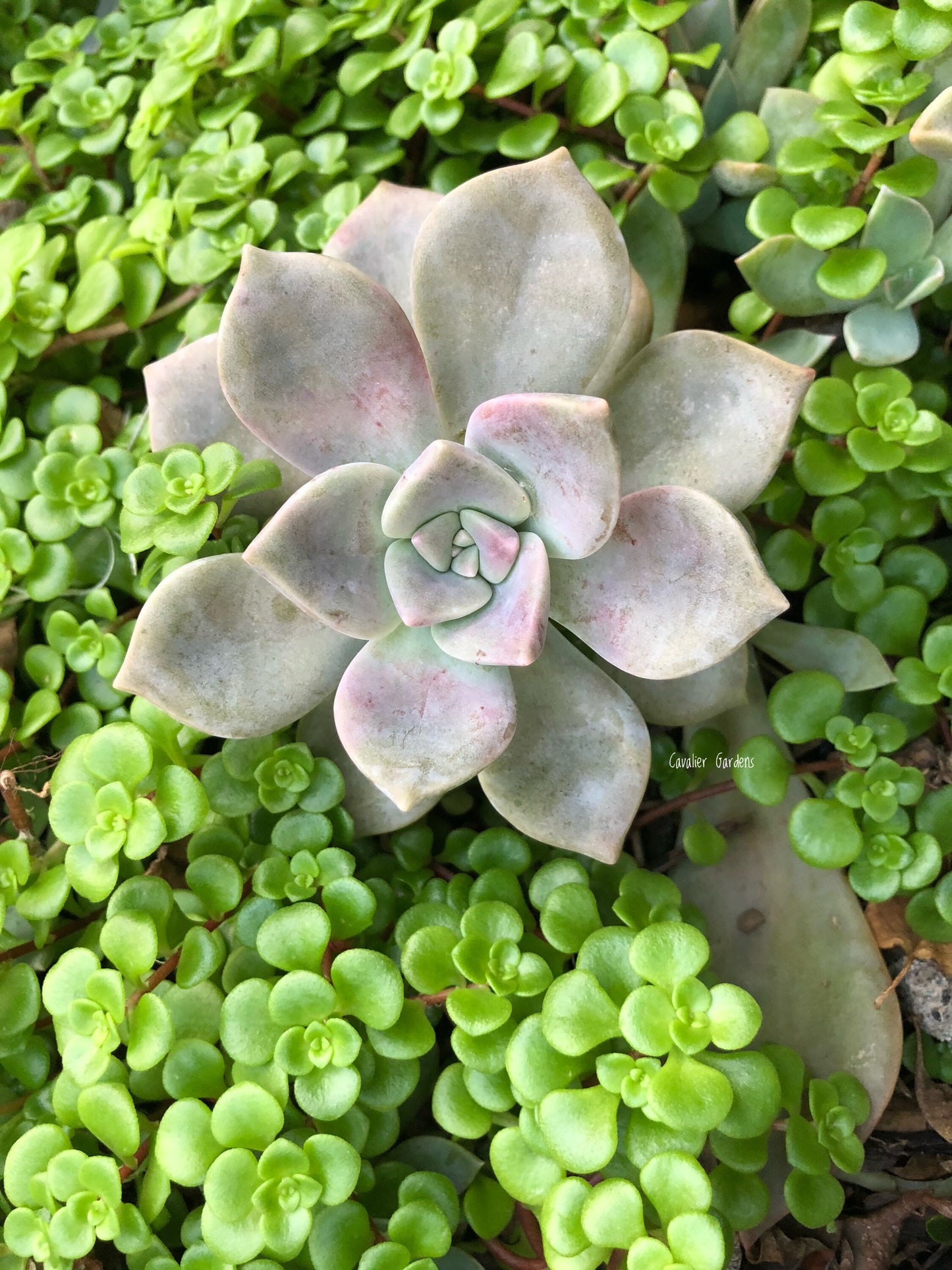 Echeveria - Purple Delight