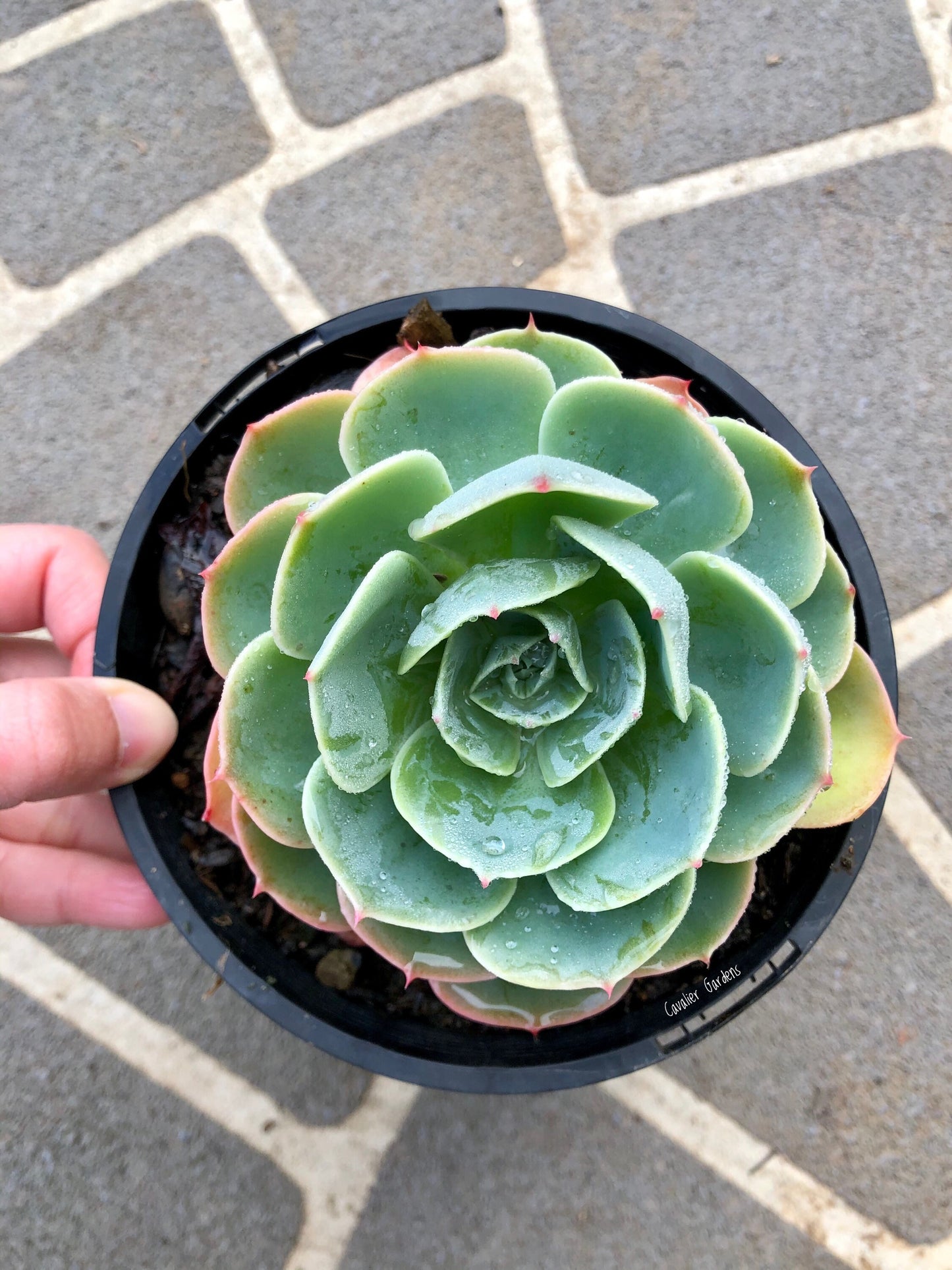 Echeveria - Imbricata