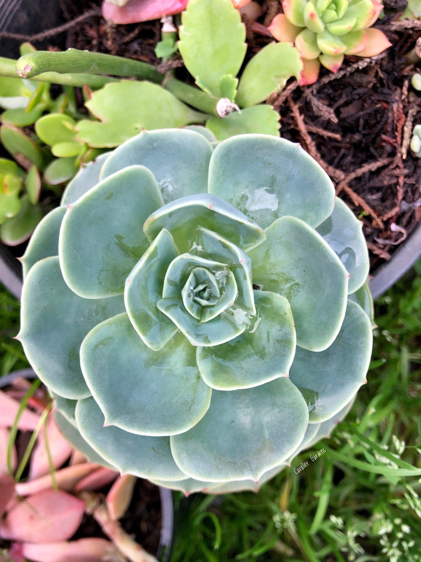 Echeveria - Imbricata