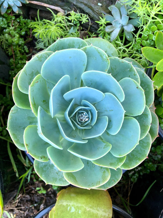 Echeveria - Imbricata