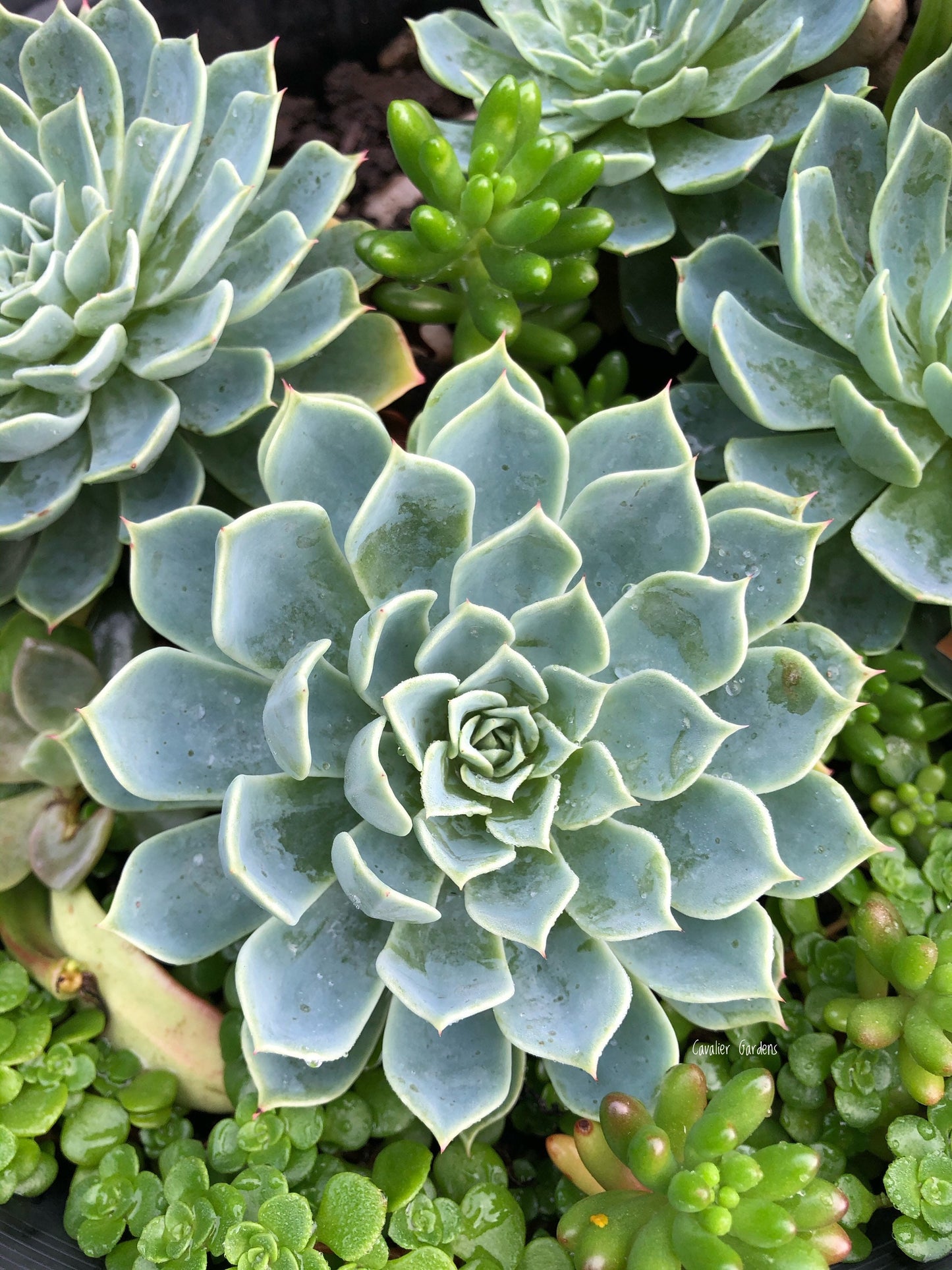 Echeveria - Glauca