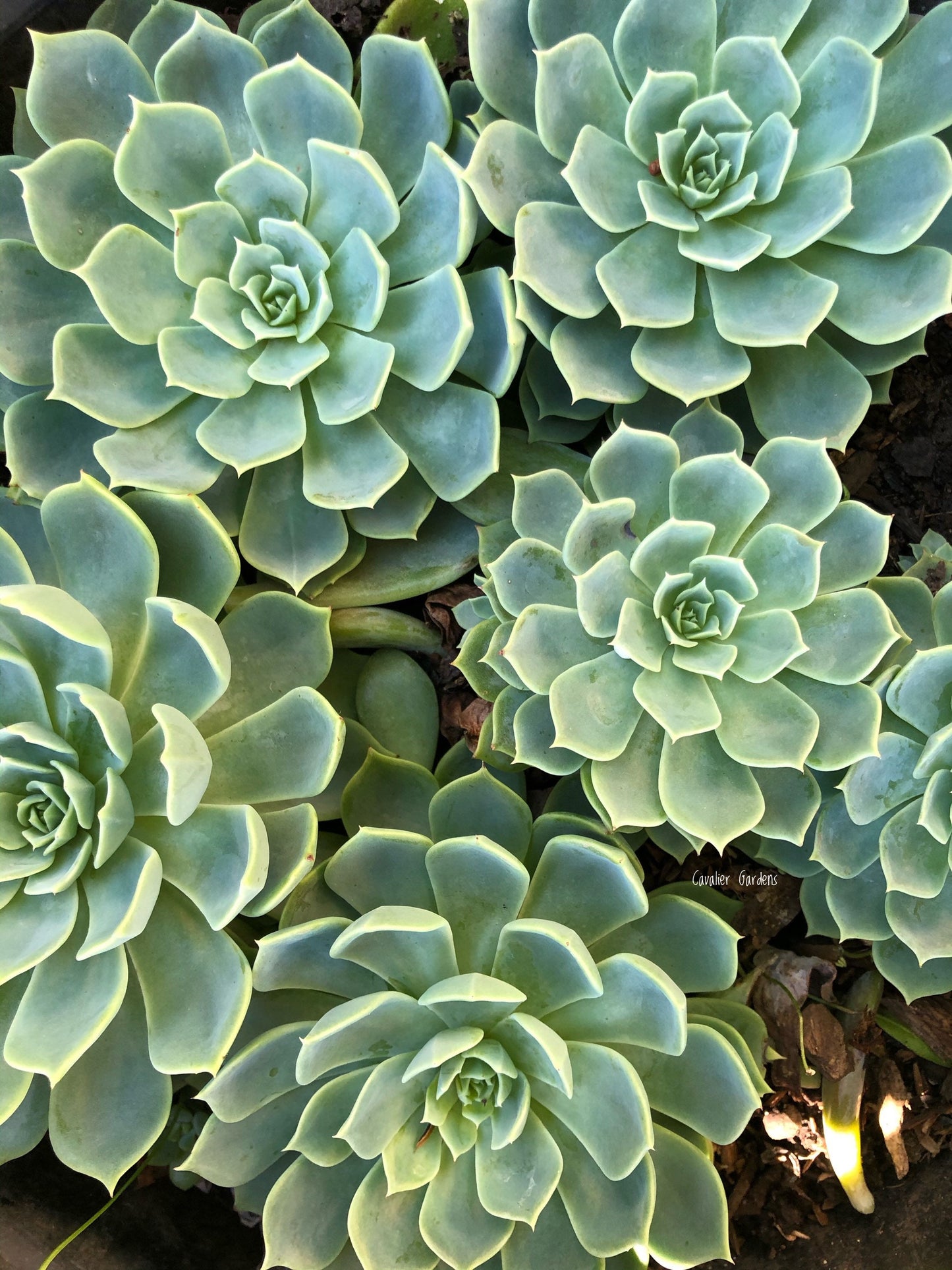 Echeveria - Glauca