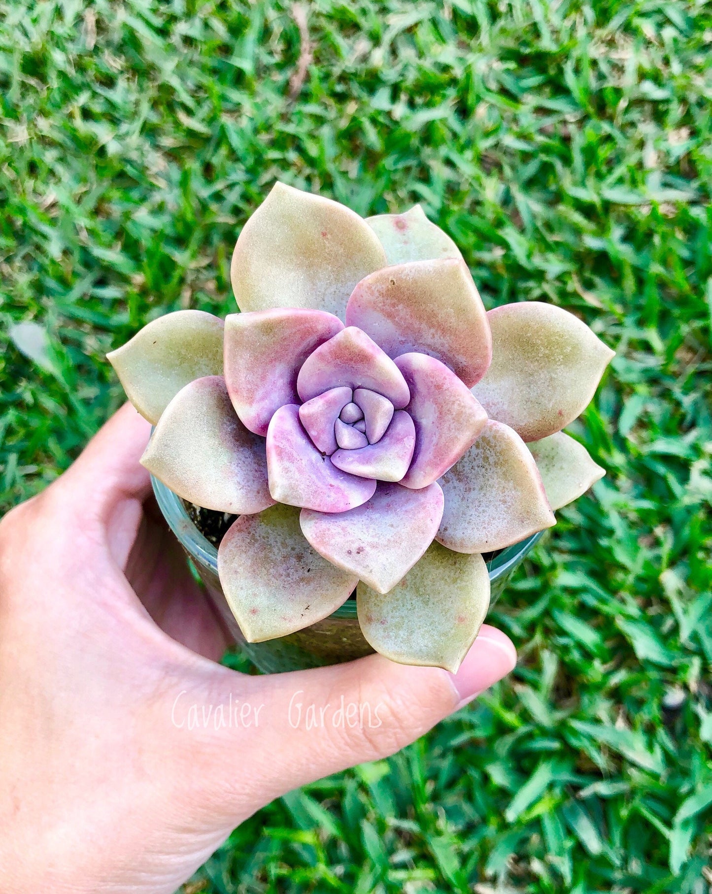 Echeveria - Purple Delight