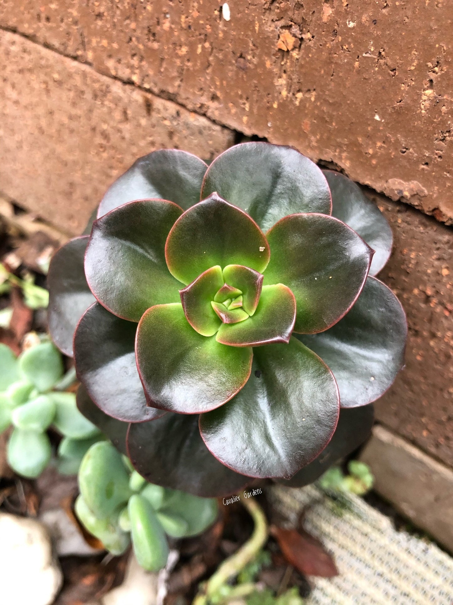 Echeveria - Melaco