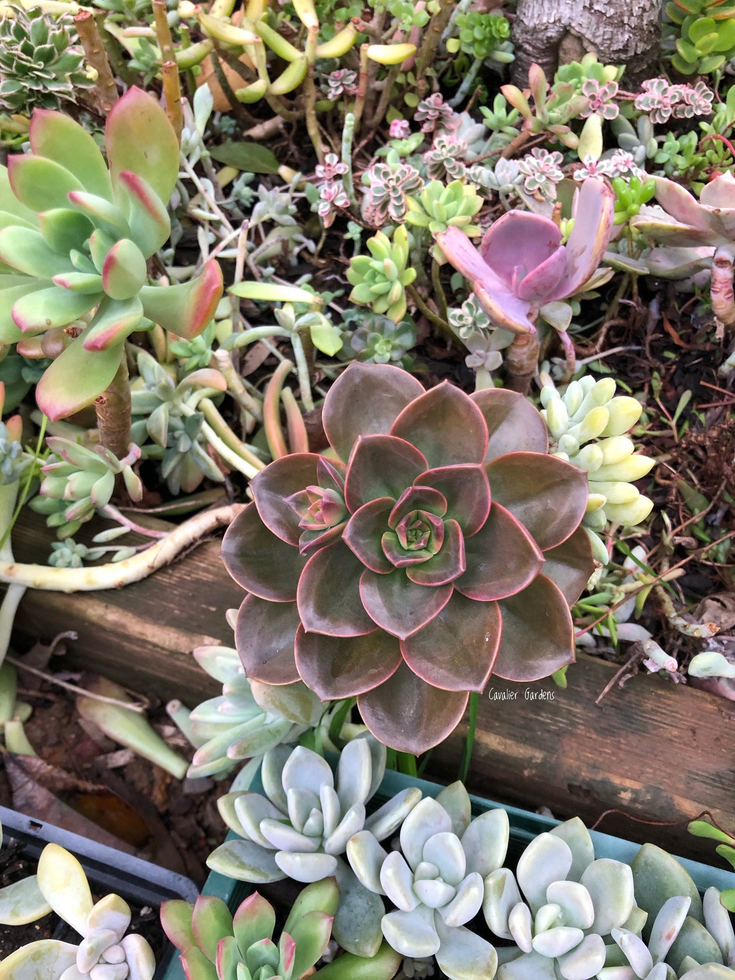 Echeveria - Melaco