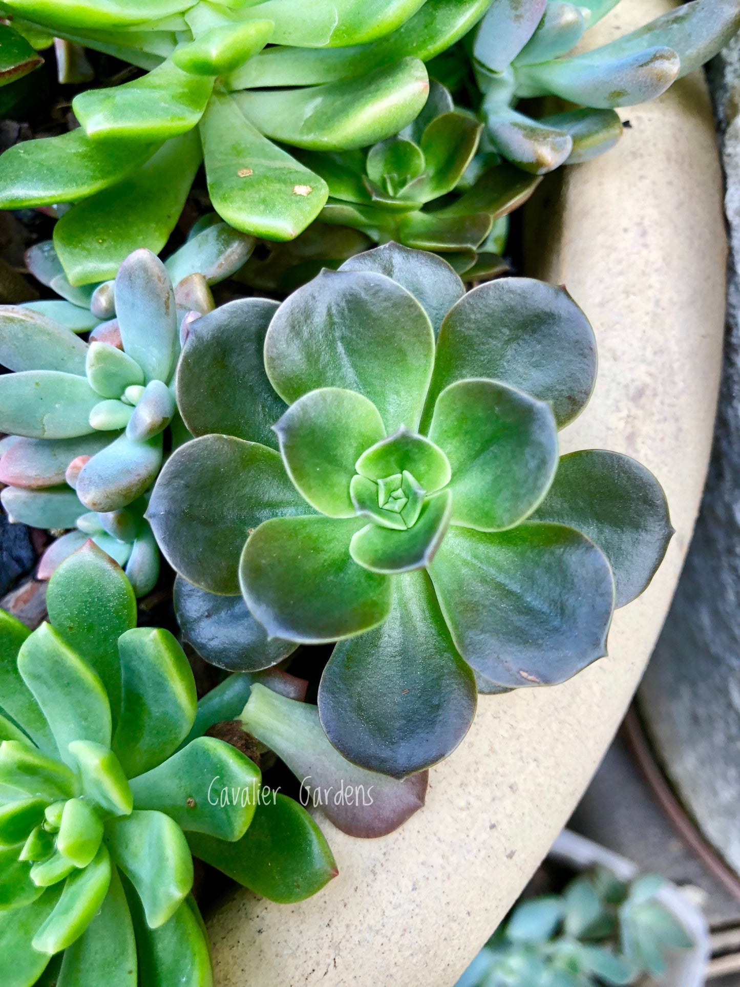 Echeveria - Melaco